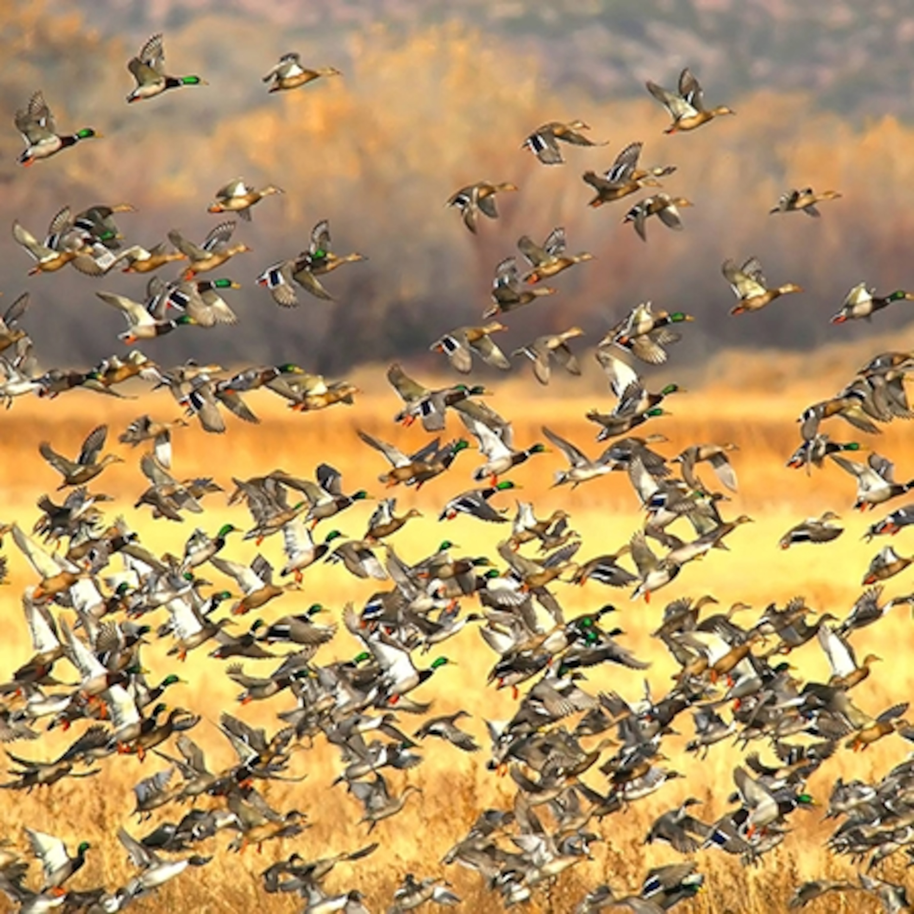 ducks flying over Bosque del Apache National Wildlife Refuge, New Mexico