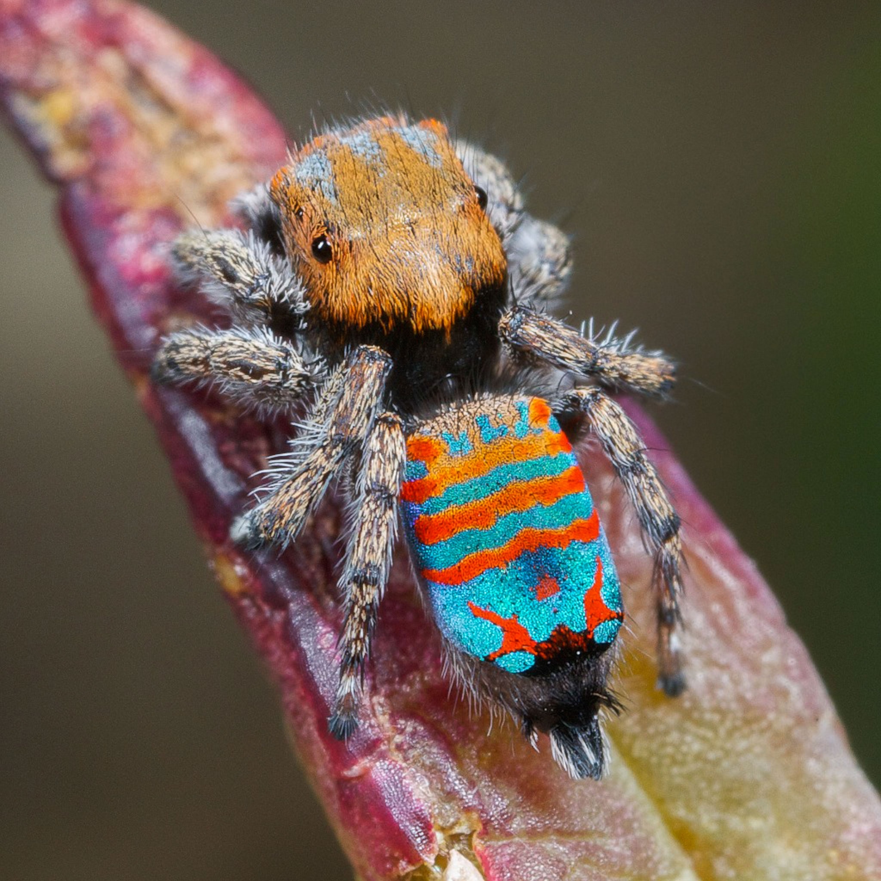 sparklemuffin peacock spider