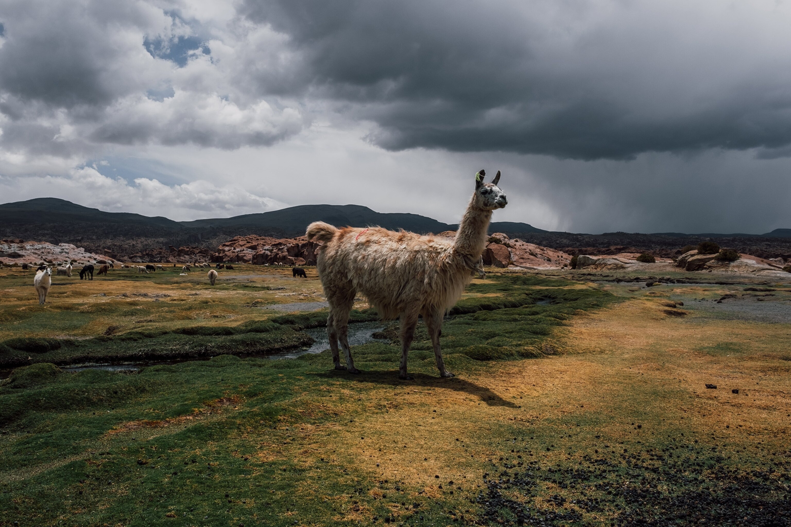 a llama on a hillside near Laguna Colorada, Bolivia