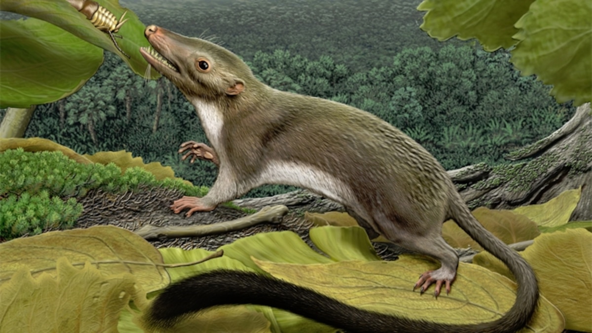 Why dolphins are the worst image