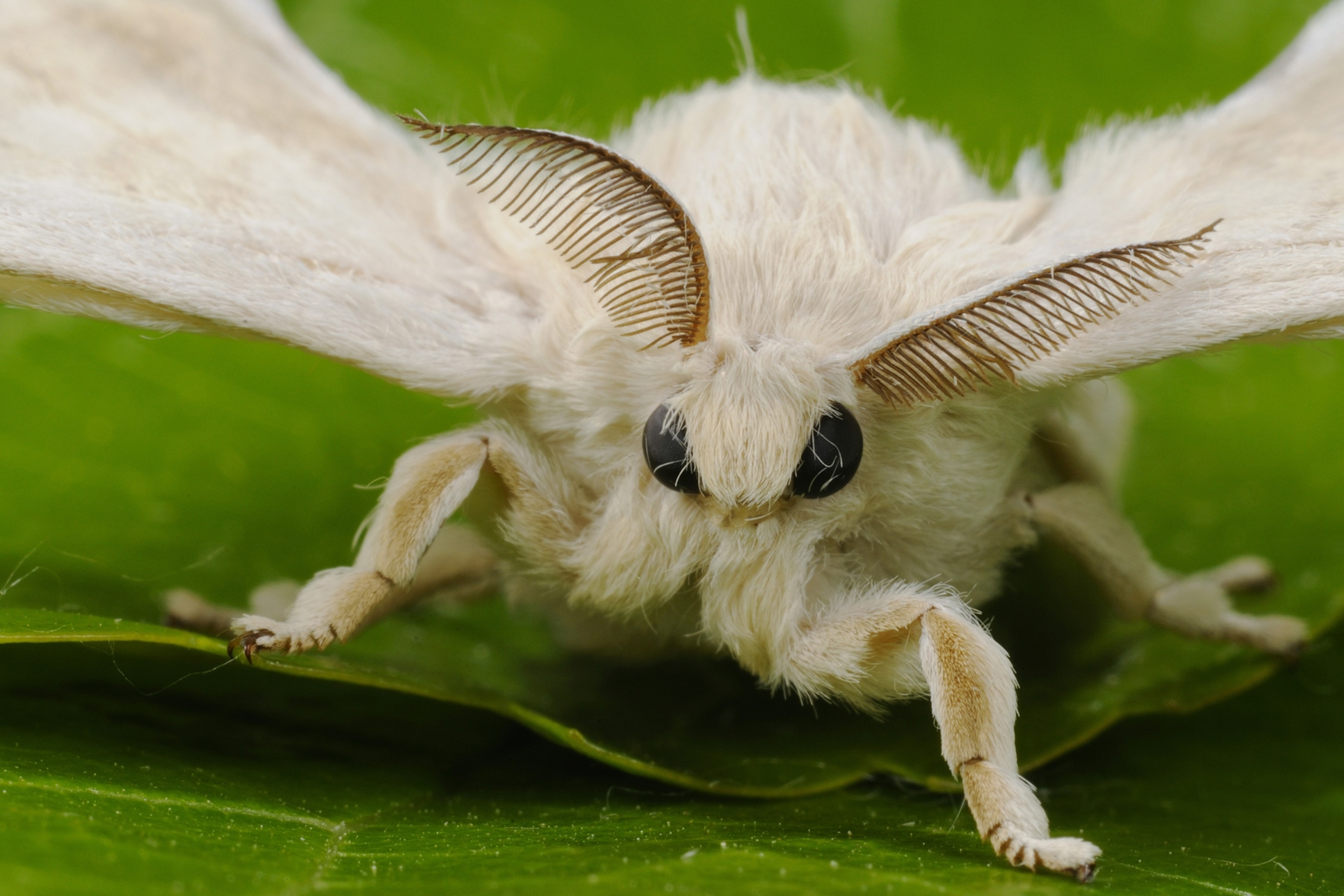 a silkworm moth