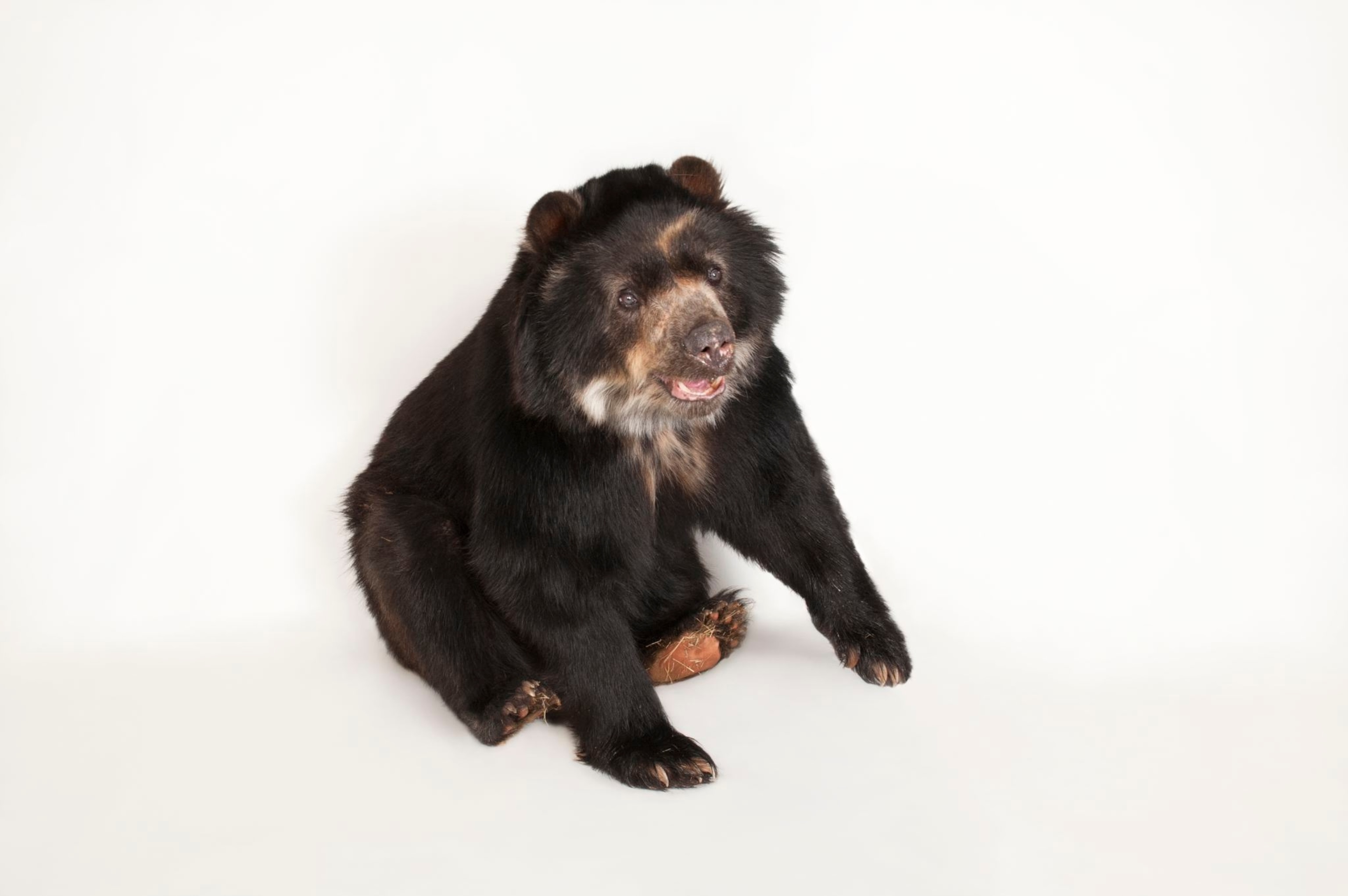 spectacled bear plush