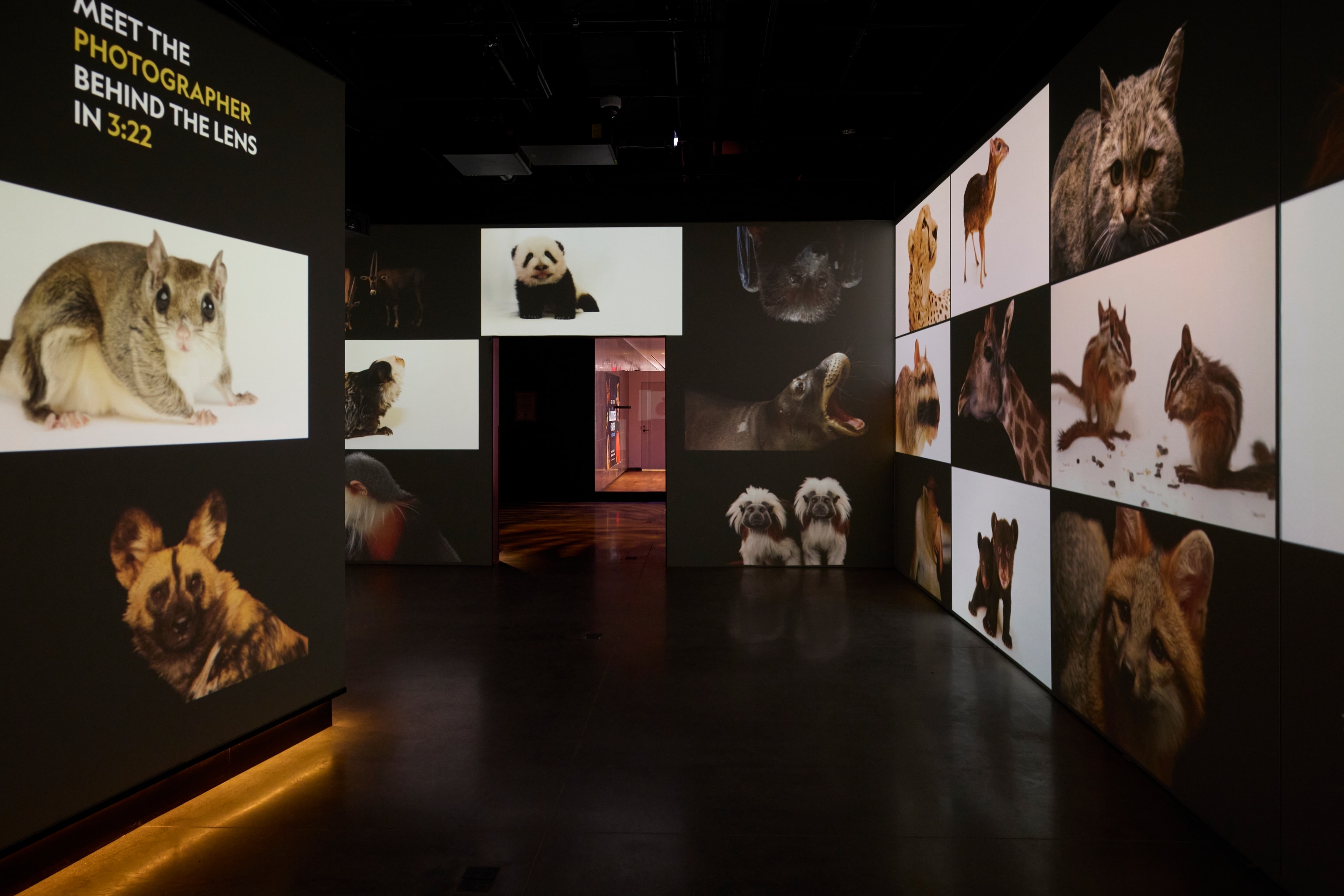 Interior shots of the new National Geographic Museum of Exploration. Exhibit "Photo Ark: Animals of Earth" features the work of photographer Joel Sartore.