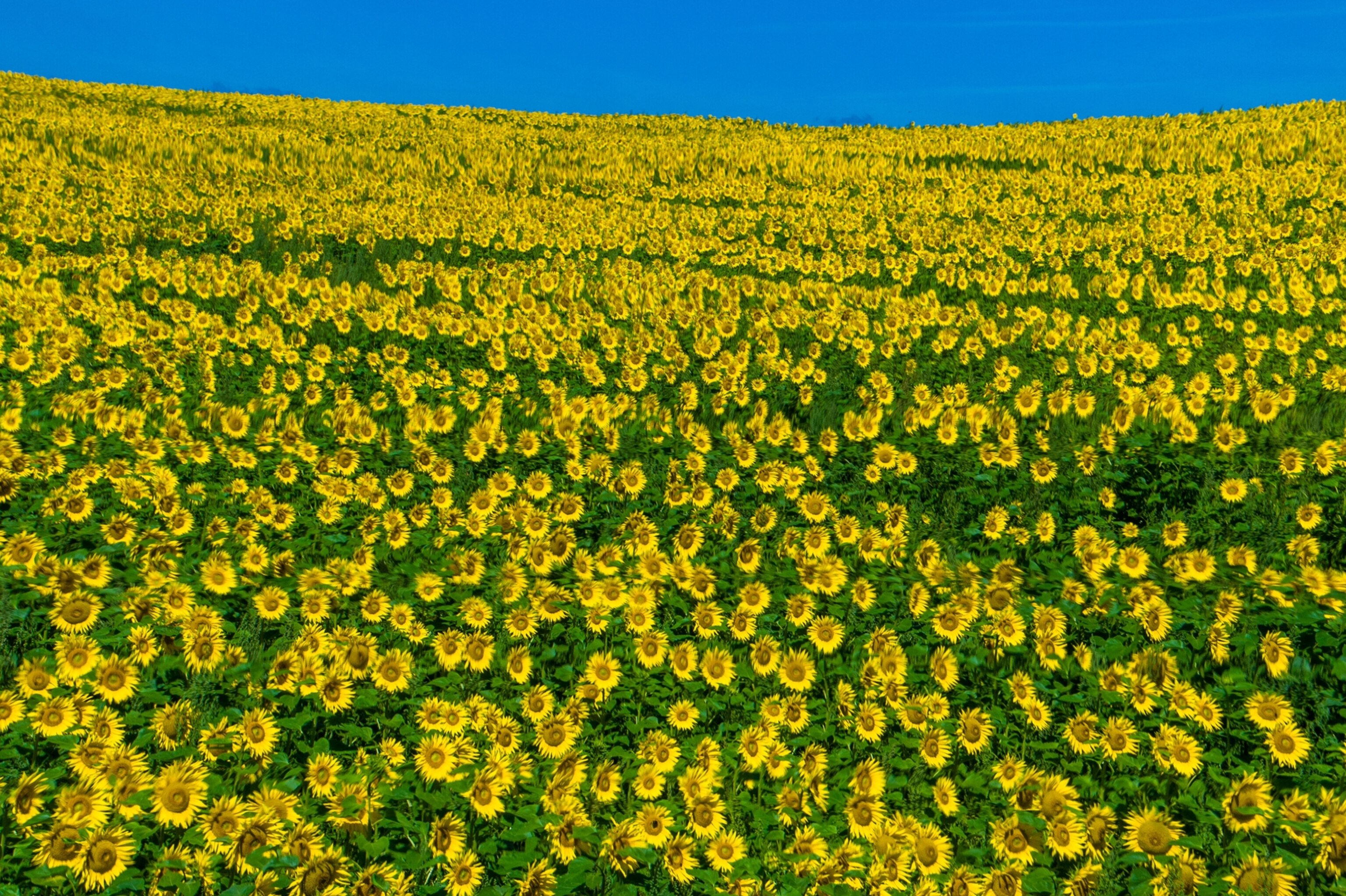 How to breed a climate resilient sunflower? Look to its ancient cousins.