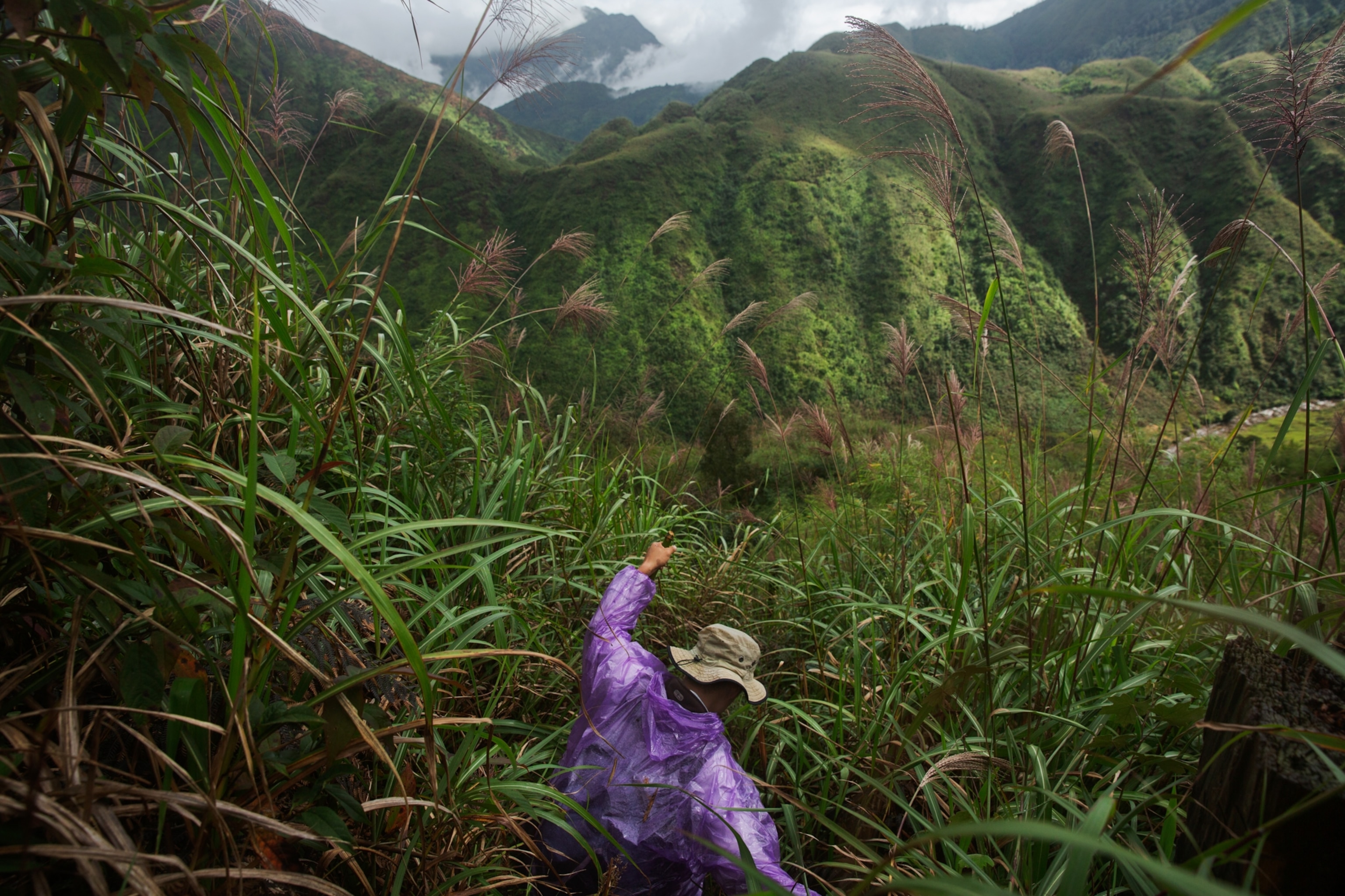 a person walking through the tall grasses along a mountainside