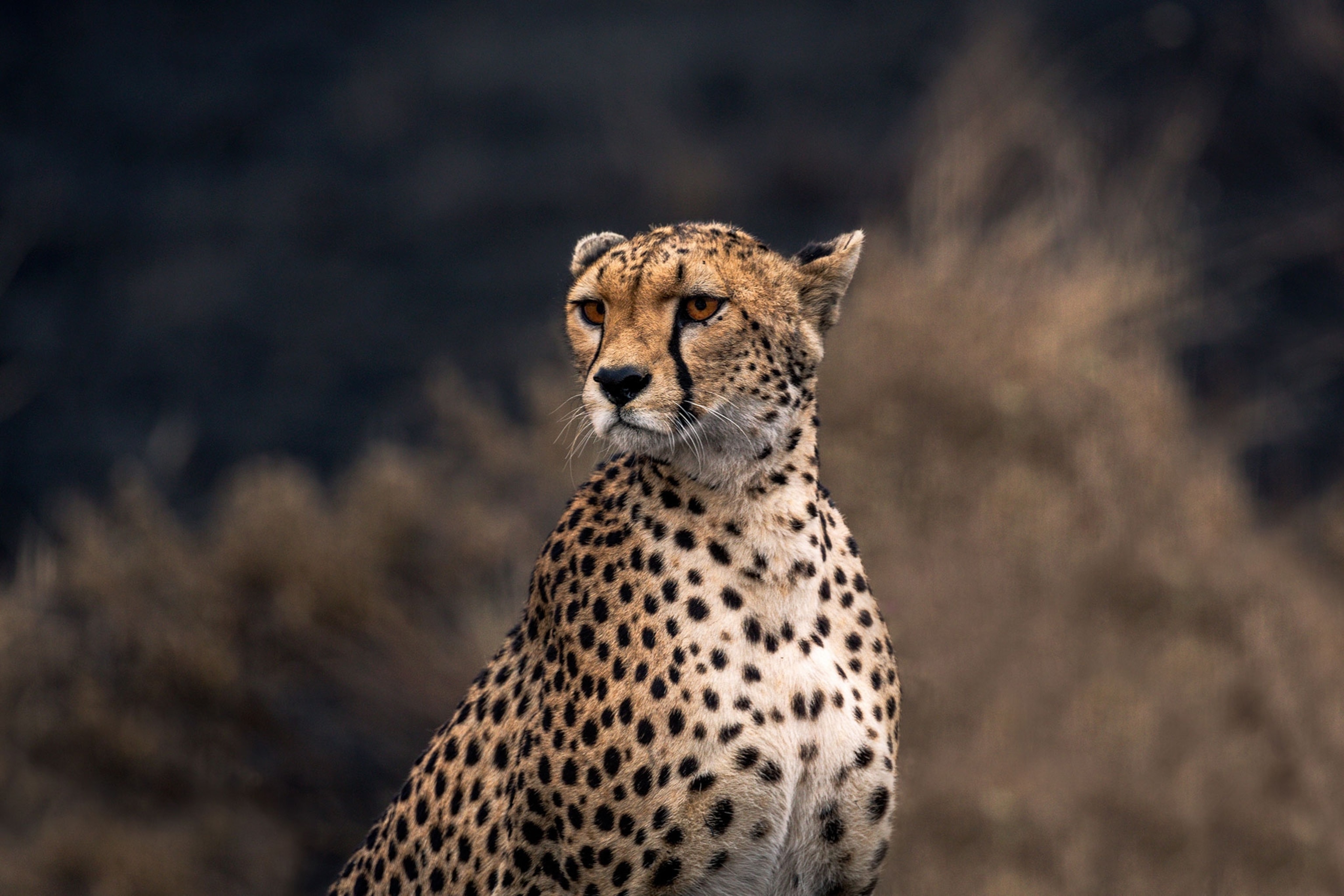 a cheetah