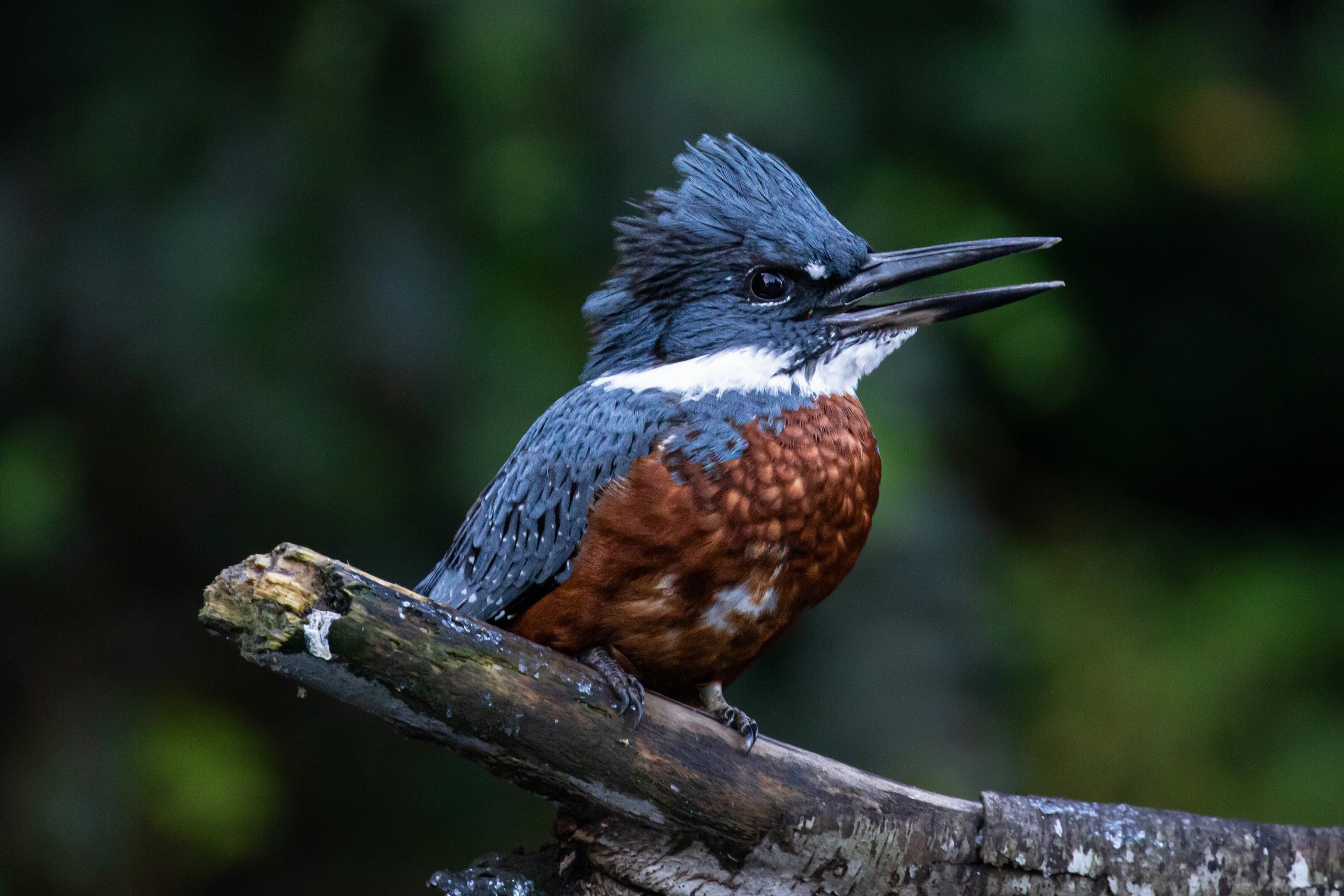 A banded kingfisher bird singing on the branch of a tree.