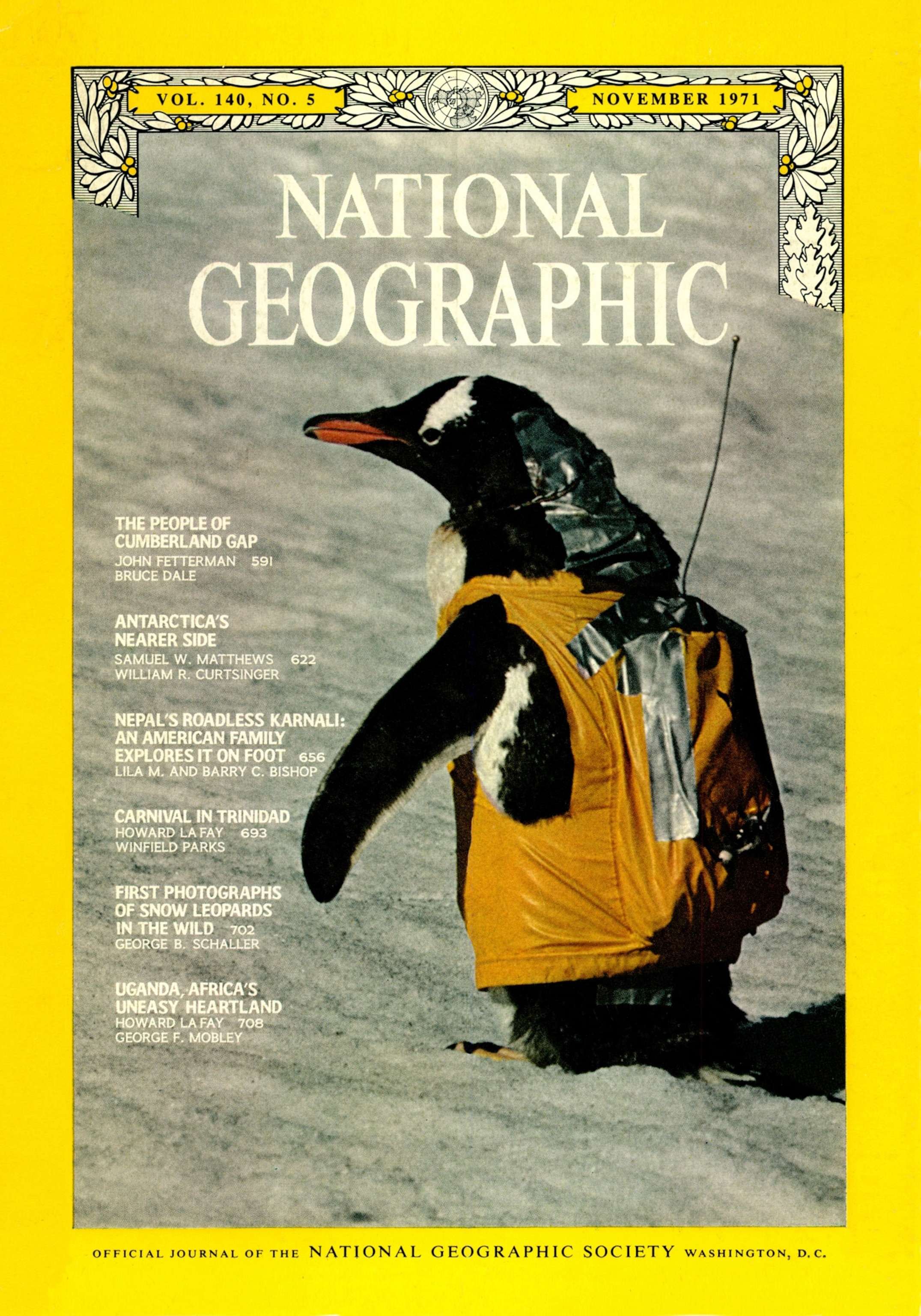 A gentoo penguin wears a radio backpack which provides biologists information on its blood pressure and other life processes.
