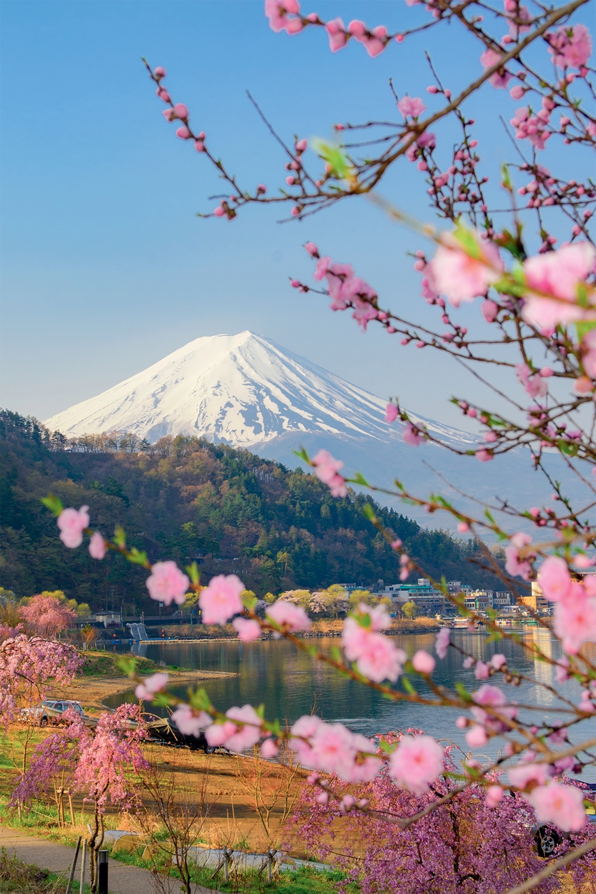 ネイト・ジョルジオ、【Mt.FUJI IN SPRING TIME】 ネイト・ジョルジオ、【Mt.FUJI IN SPRING TIME】（Mount Fuji