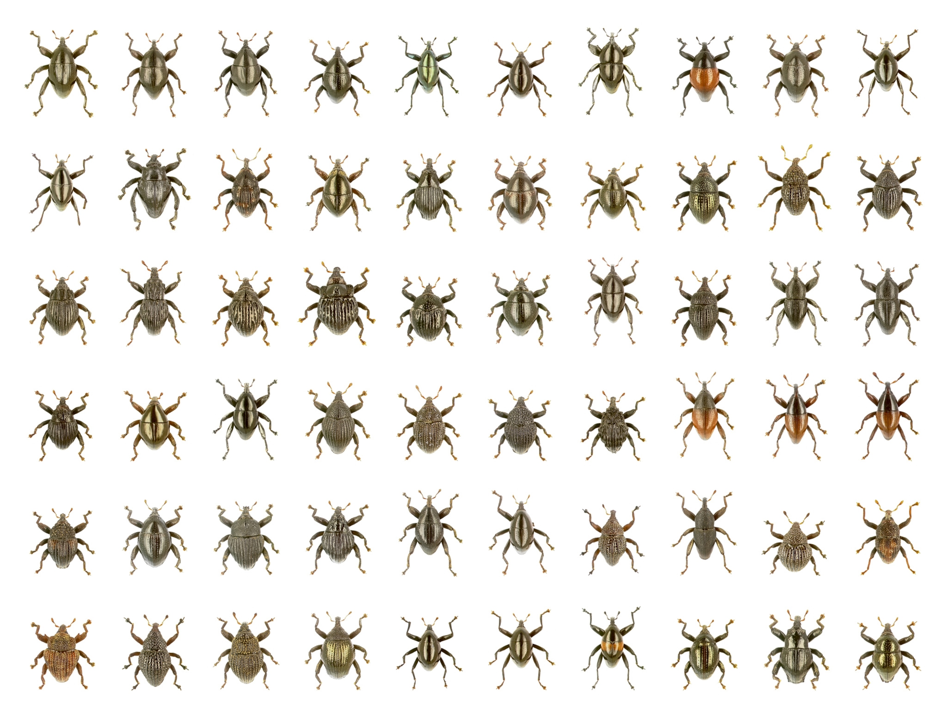An image of 60 of the new beetle speciesAn image of 60 of the new beetle species