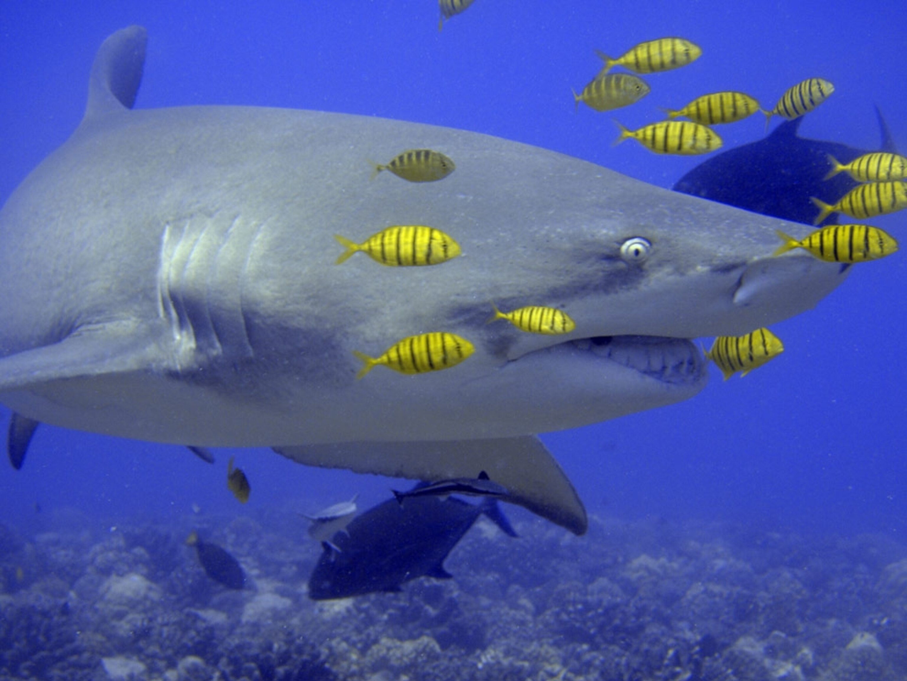 Your Shark Pictures - National Geographic