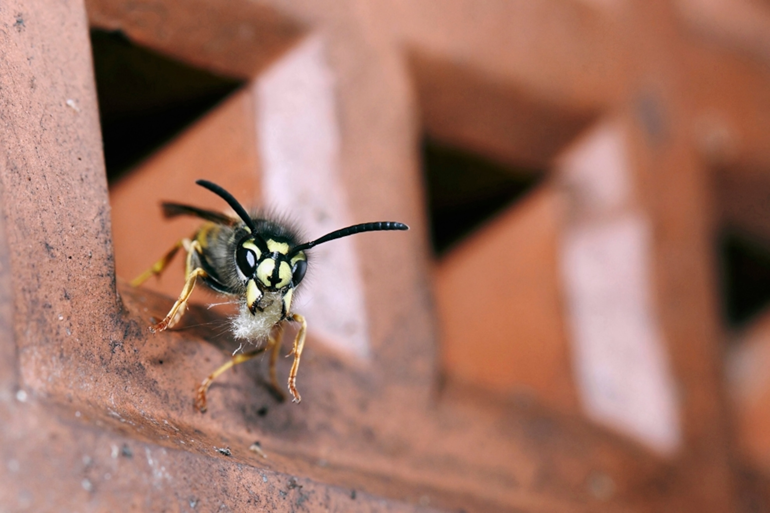 Wasp picture - from gallery of British Photography Awards winners 2012