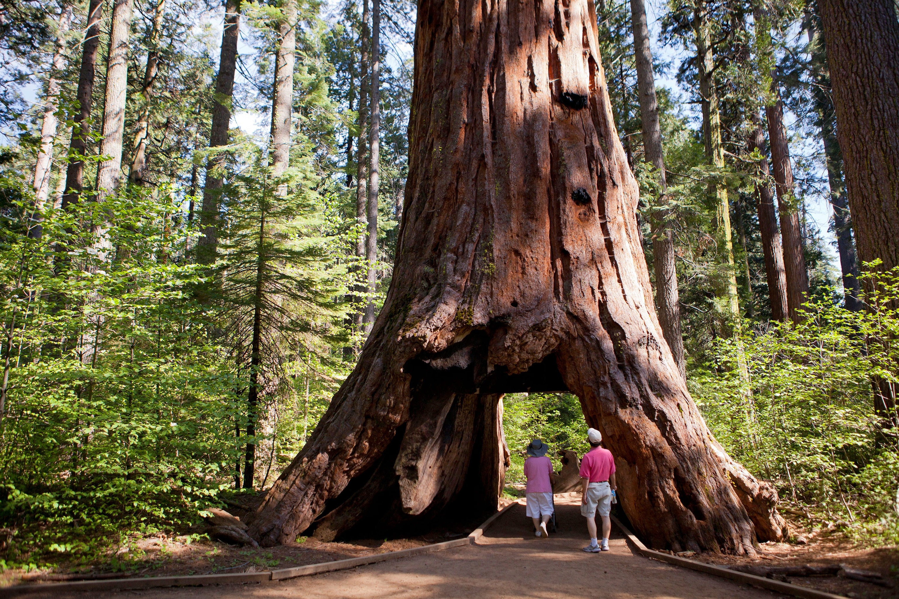 people walking through the giant sequoia Pioneer Cabin Tree in California