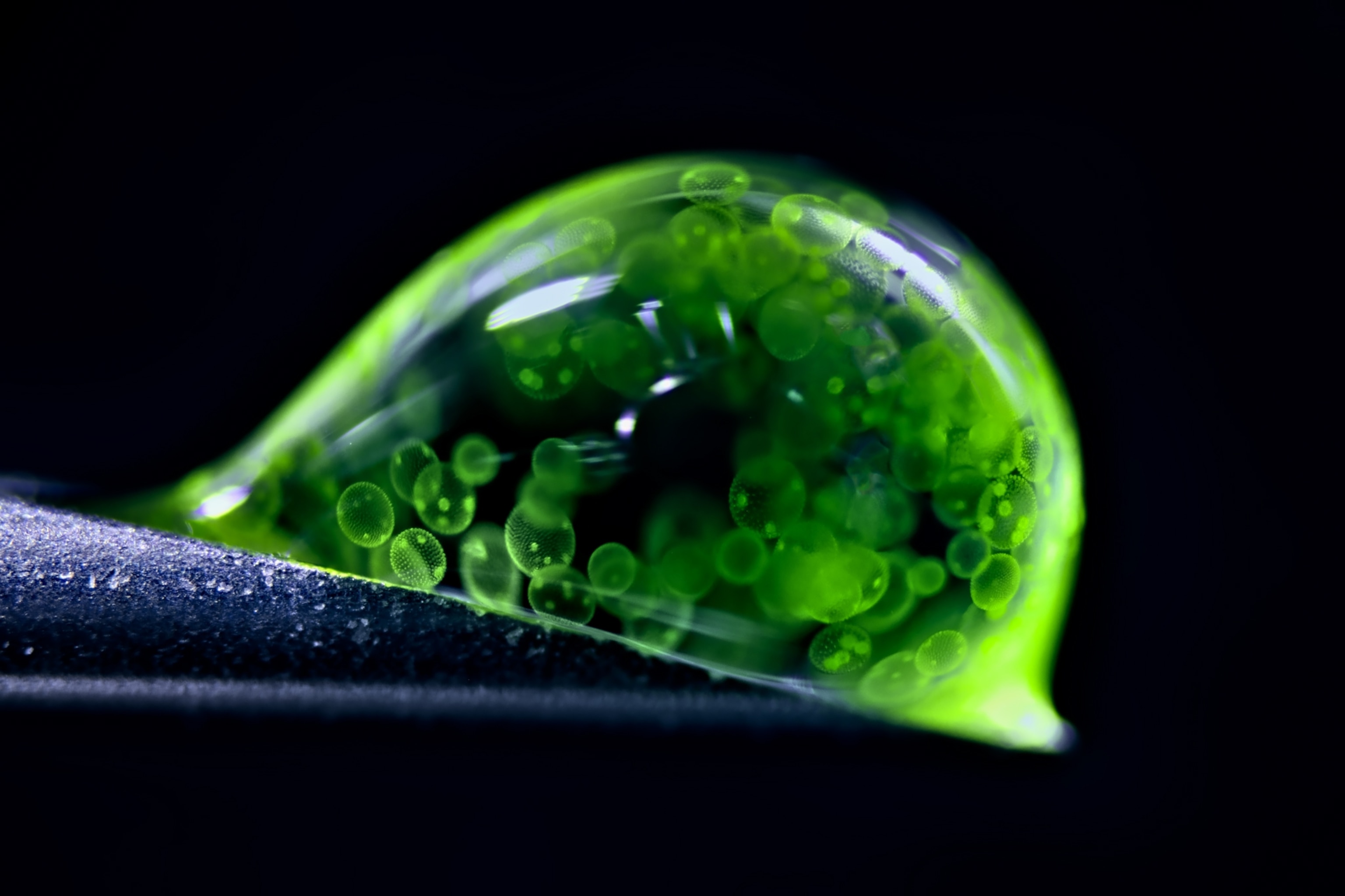 A droplet of water, inside of which tiny spheres of algae glow like jellyfish