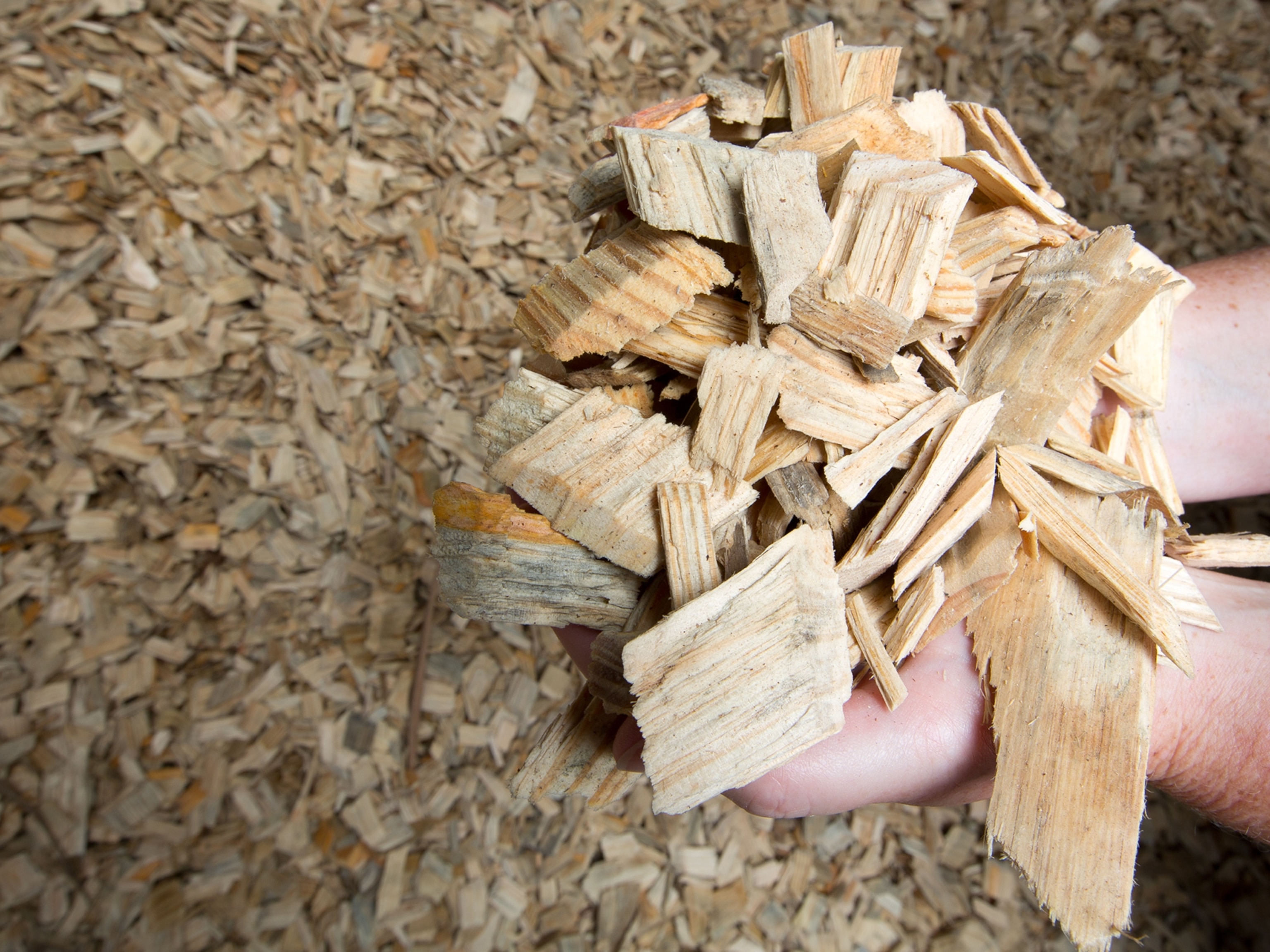 Wood chips.