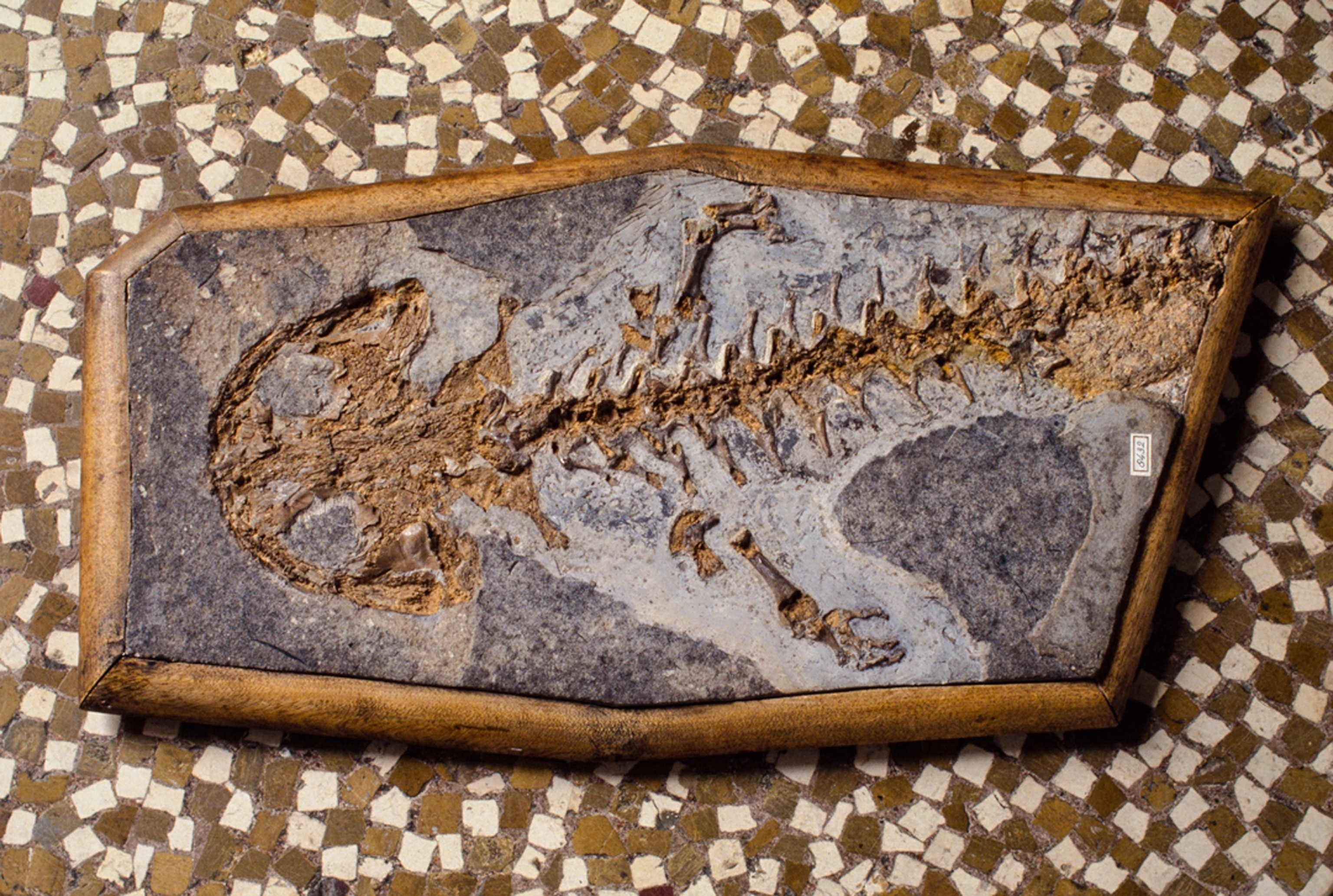 a giant salamander fossil.