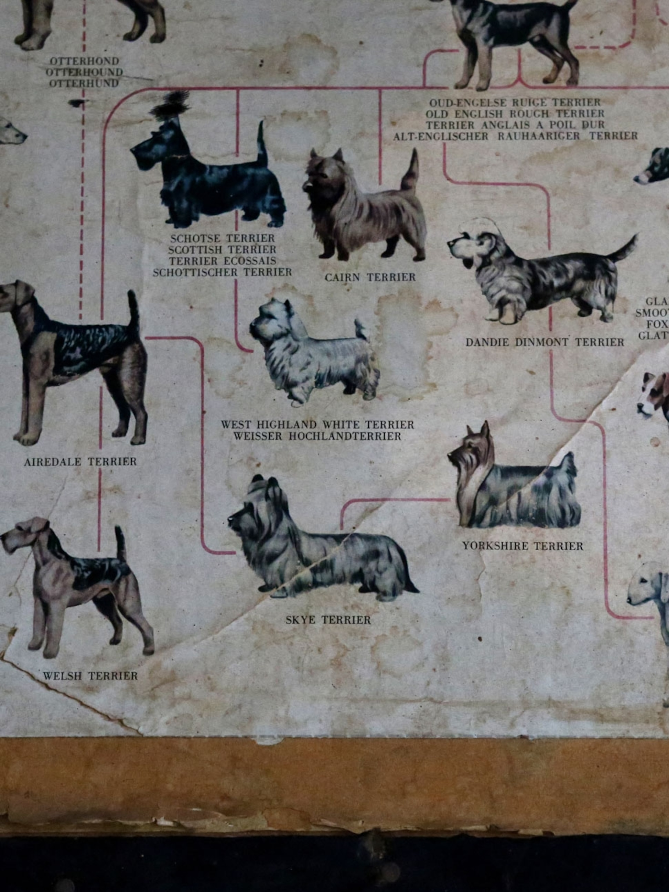 Scottish Terrier Grooming Diagram