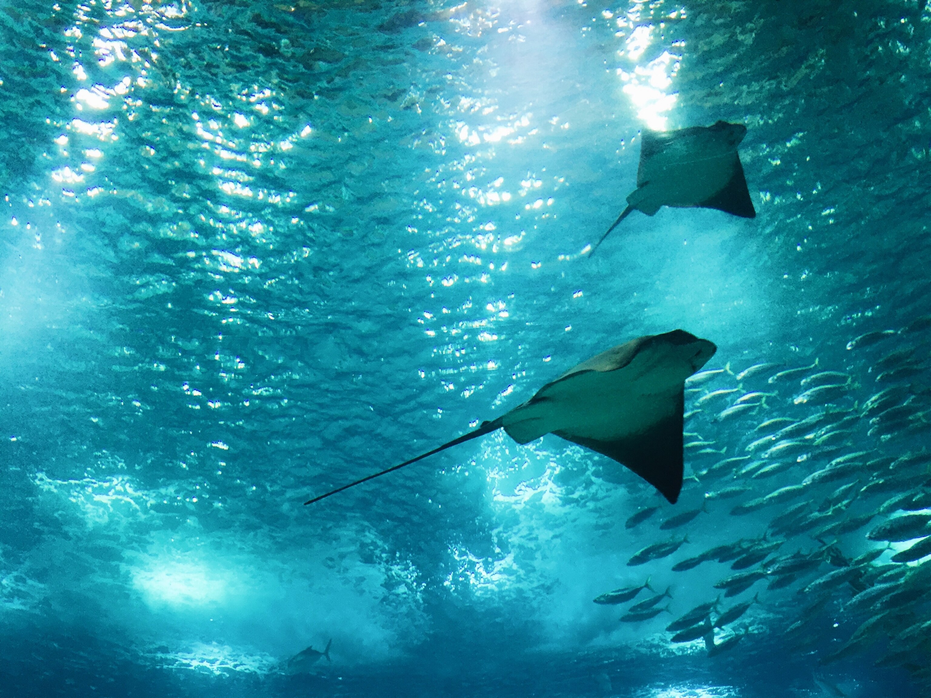 stingrays at the Oceanarium in Lisbon, Portugal