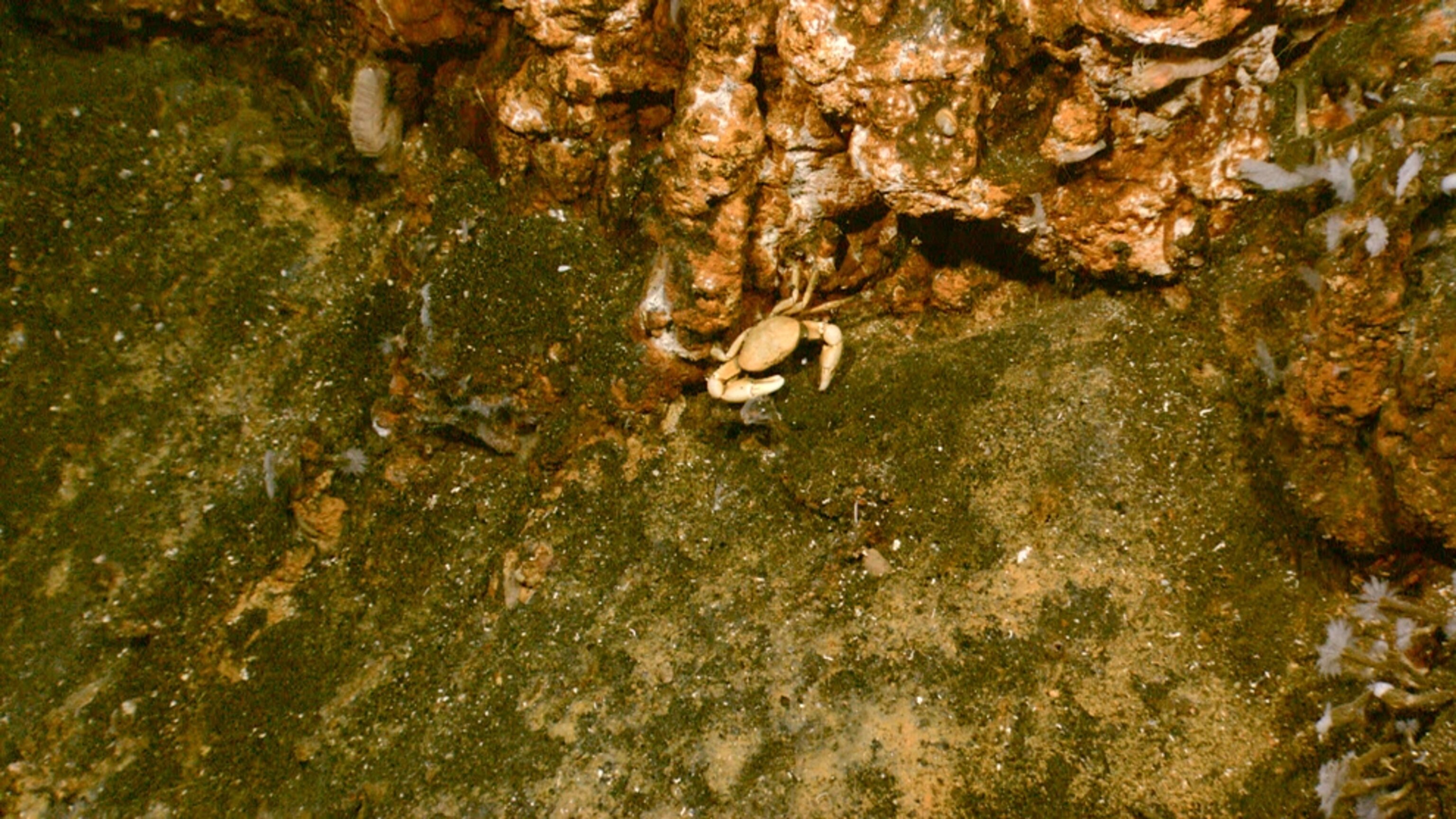 a crab on the Kawio Barat volcano