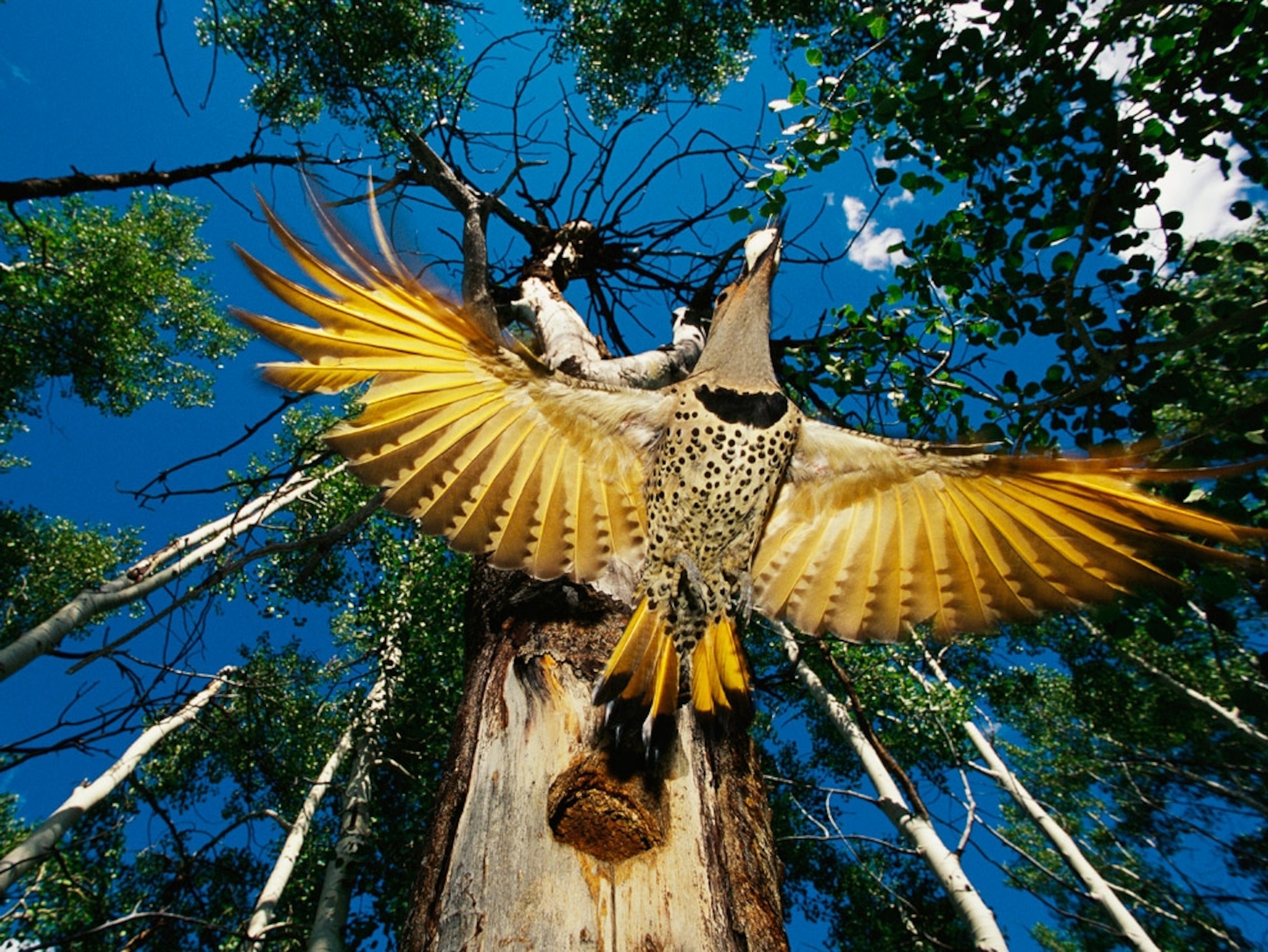 Close-up of a yellow bird near tree