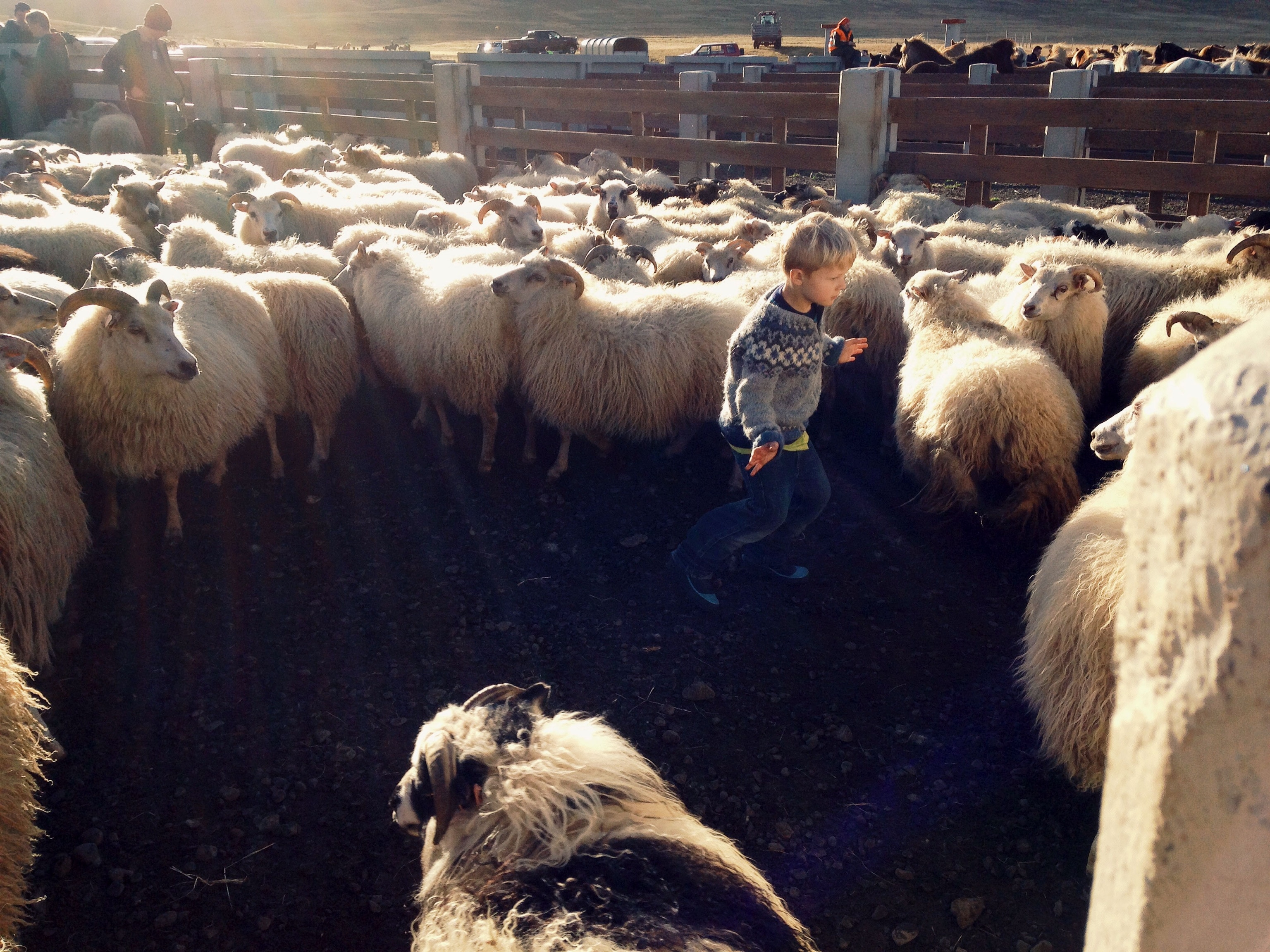 a little boy herding sheep in a pen