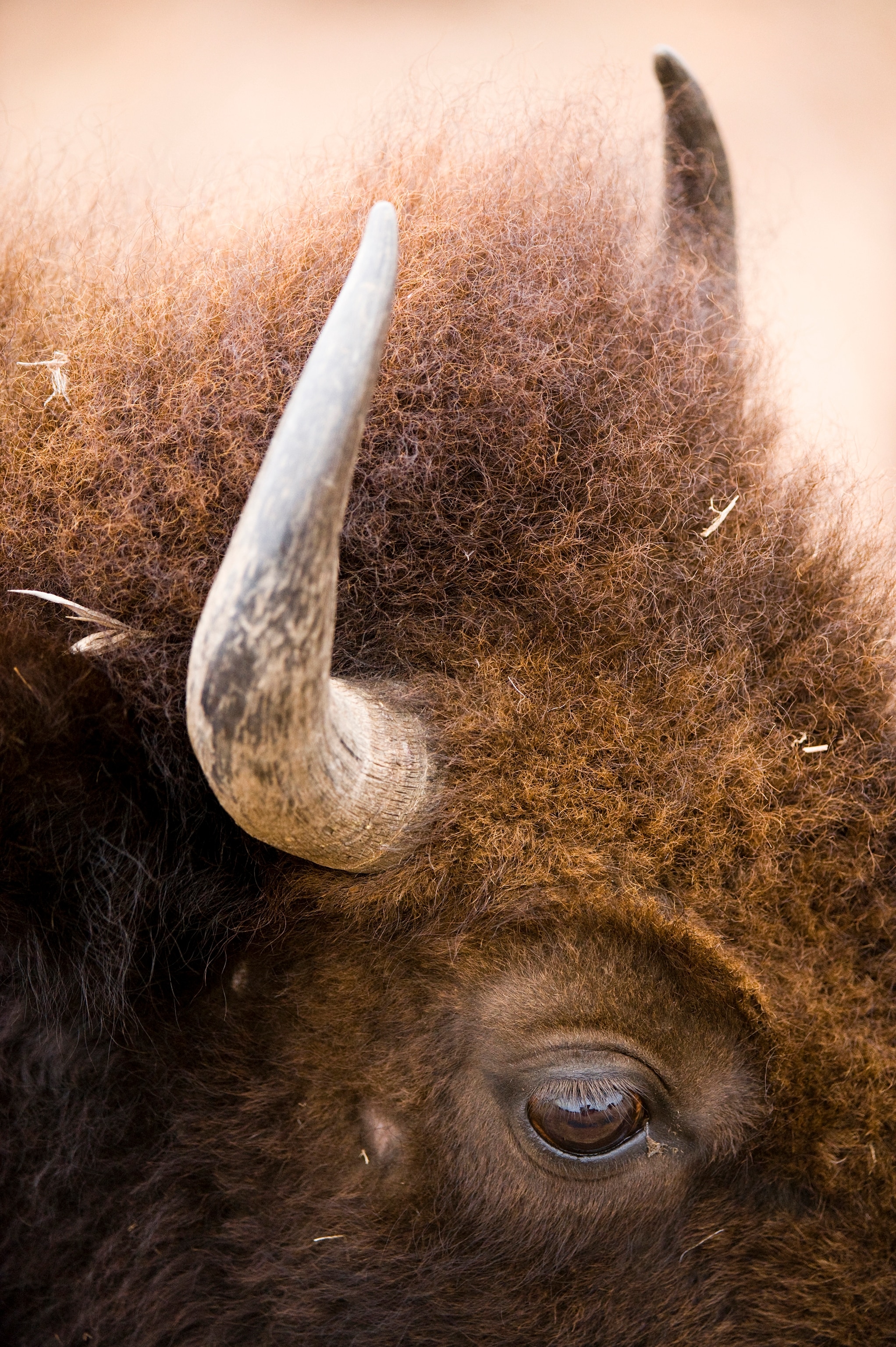 Wild American bison roam on a game preserve in Kansas.