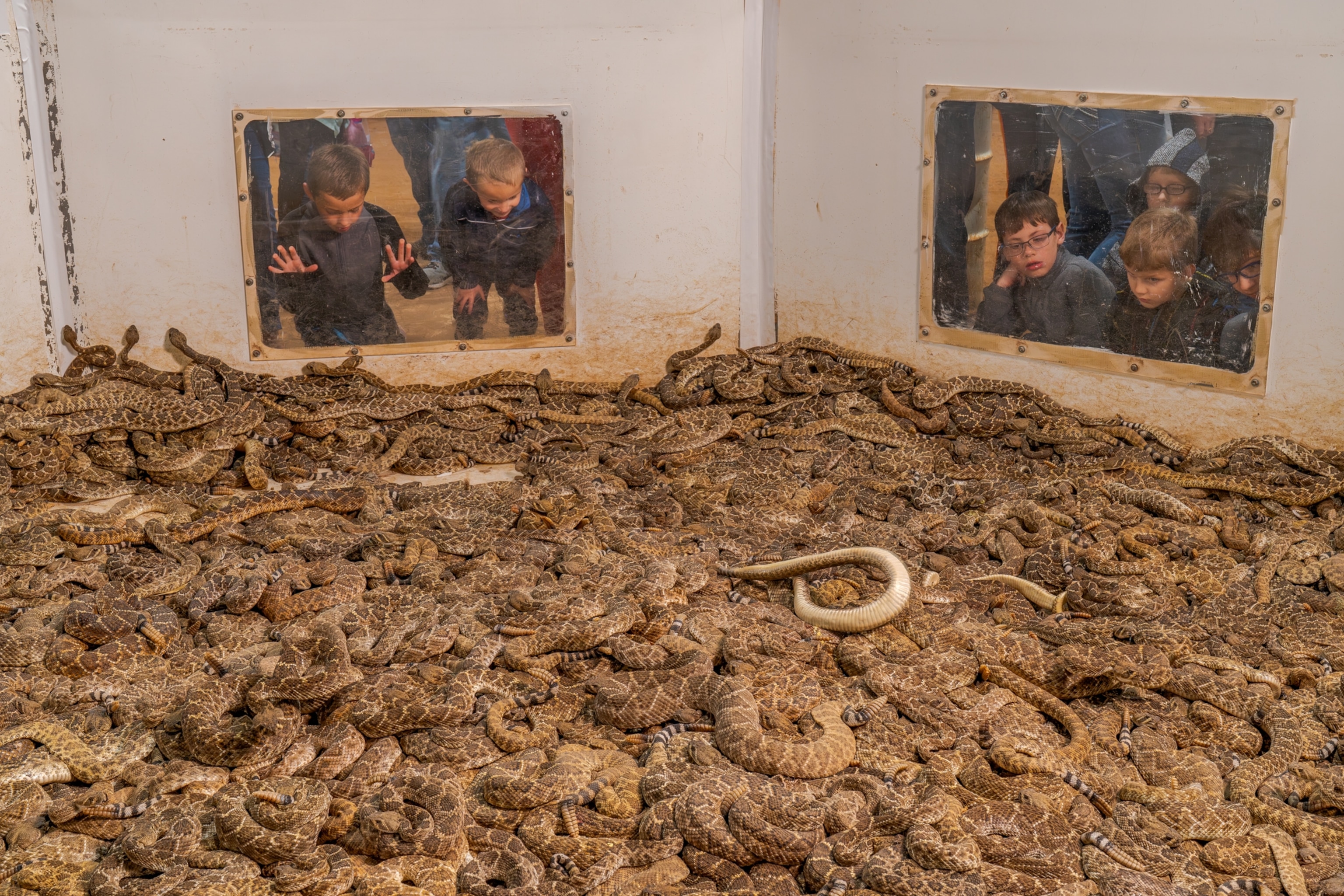 Children stare into the window of a snake pit from two windows.