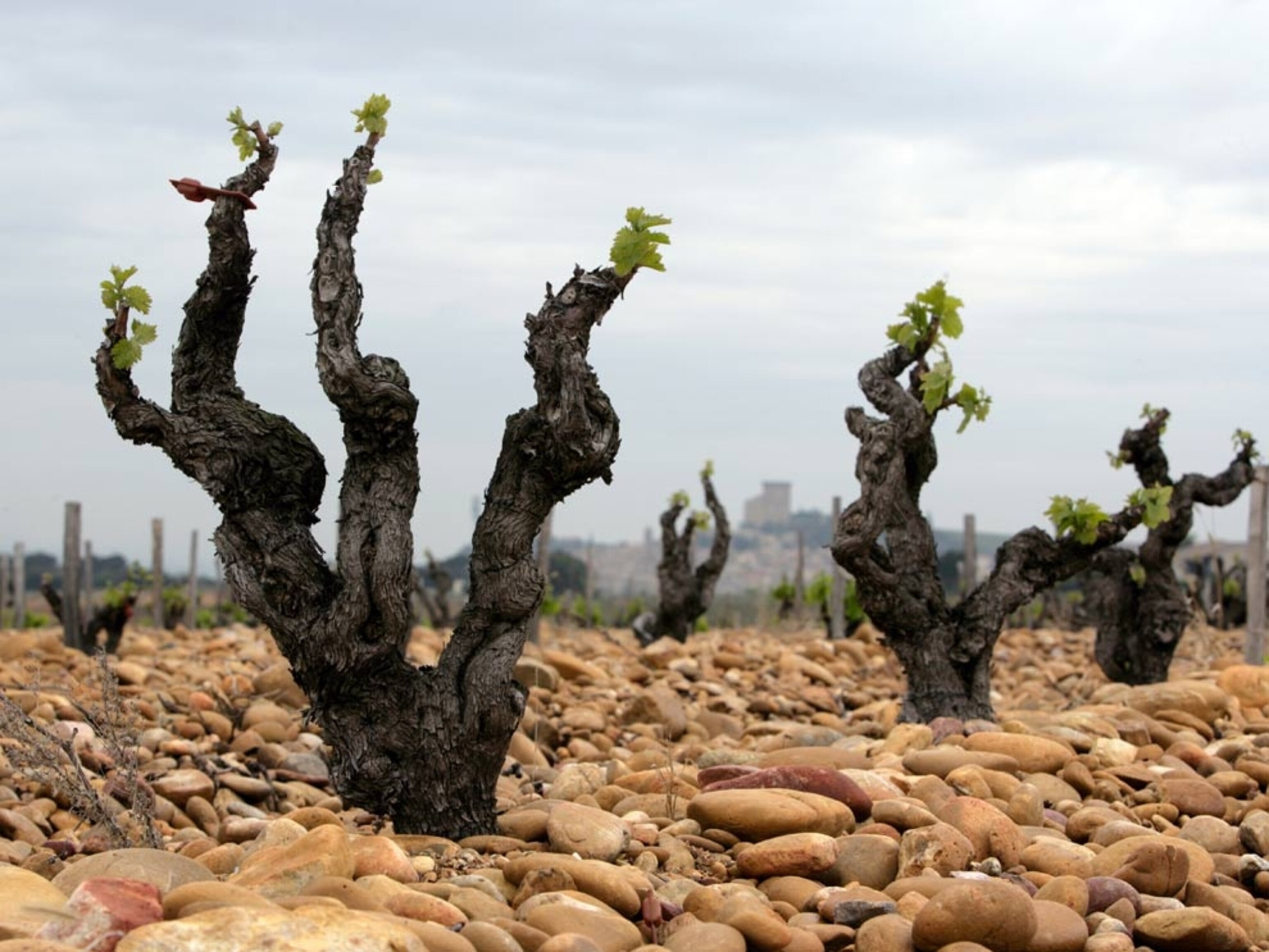 Grapevines growing in stony soil