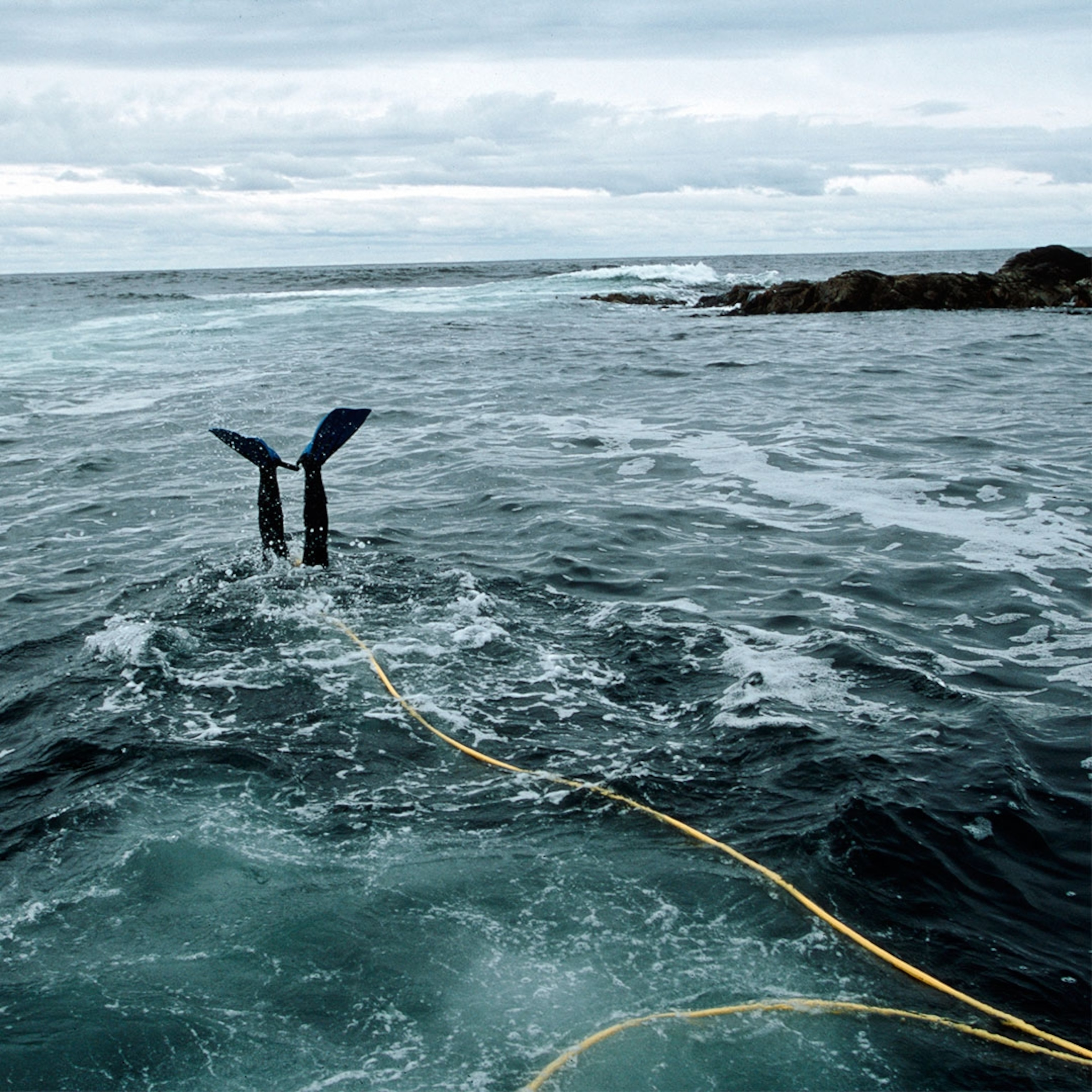 an abalone diver near Tasmania