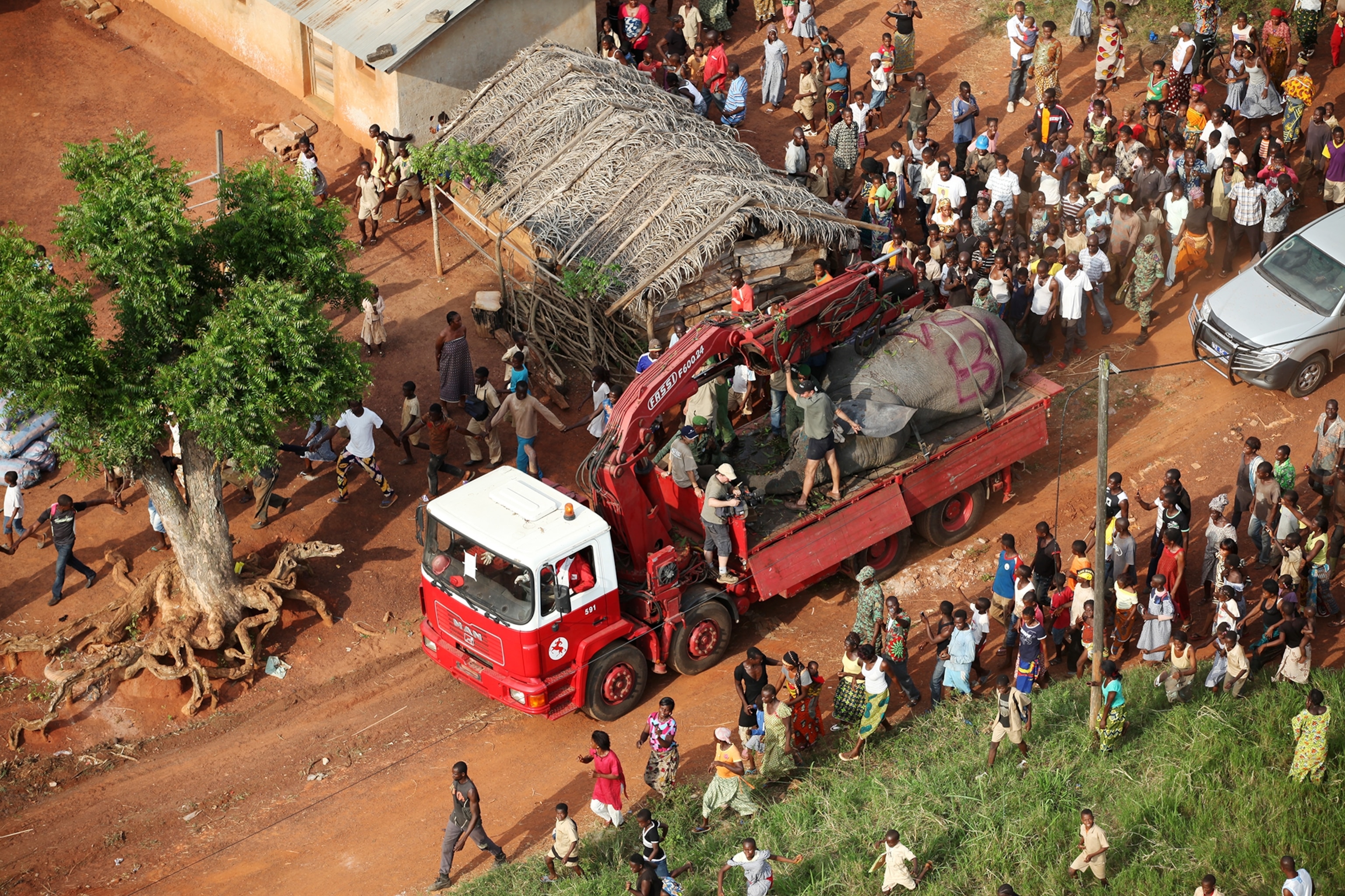 an elephant in a truck.