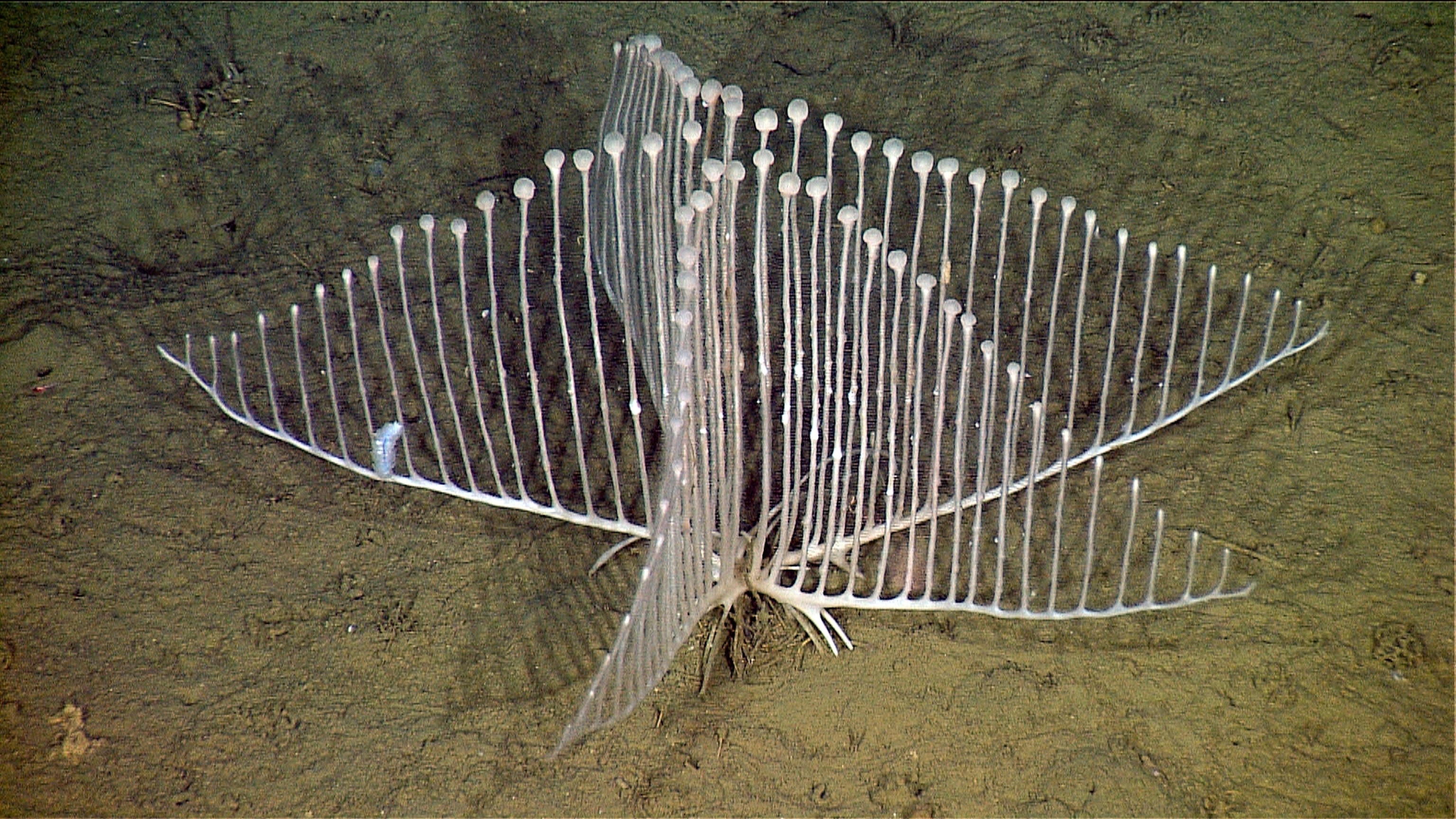 a new species of carnivorous sponge found off the coast of California