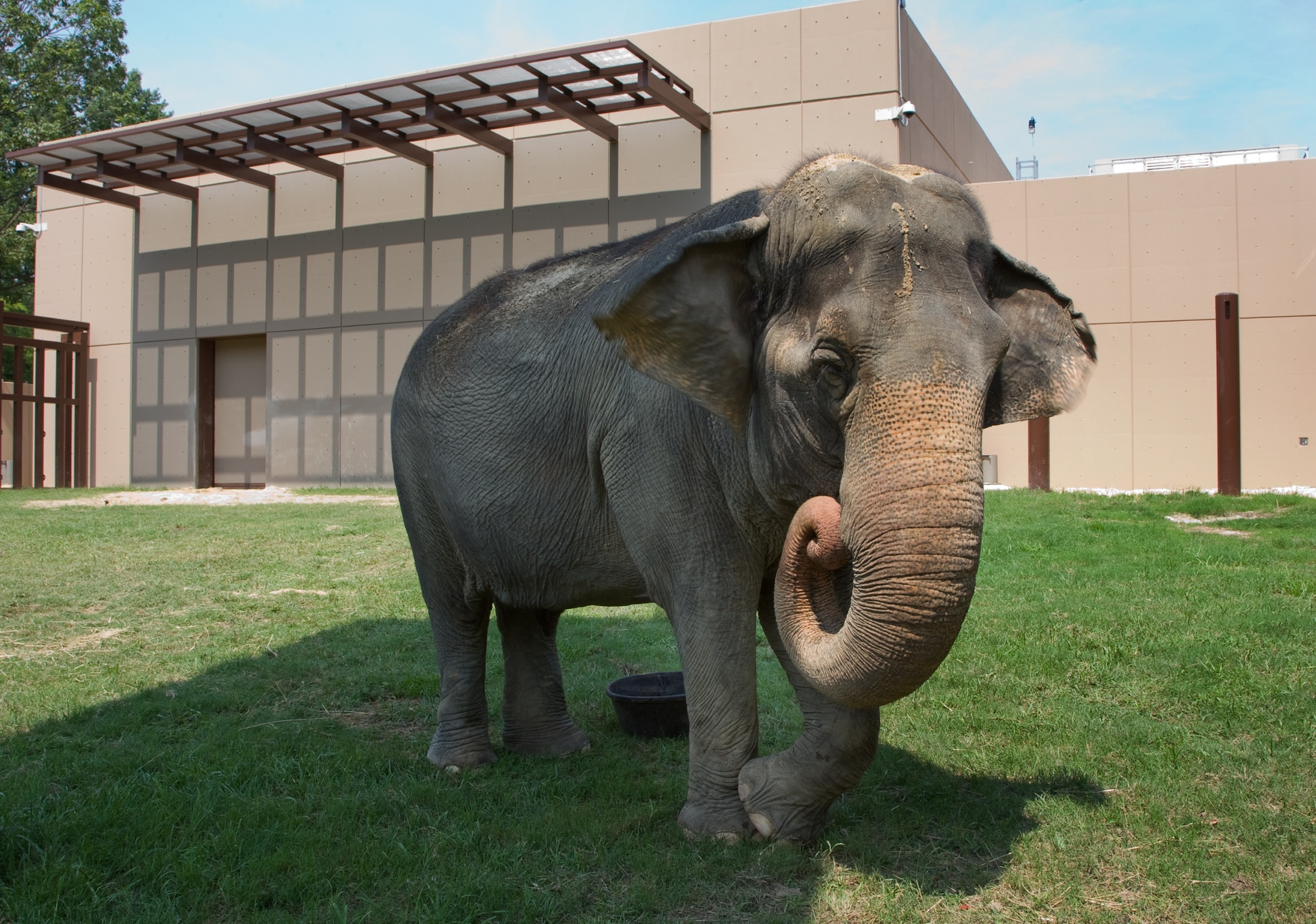 an Asian elephant at the Smithsonian’s National Zoo in Washington, D.C.