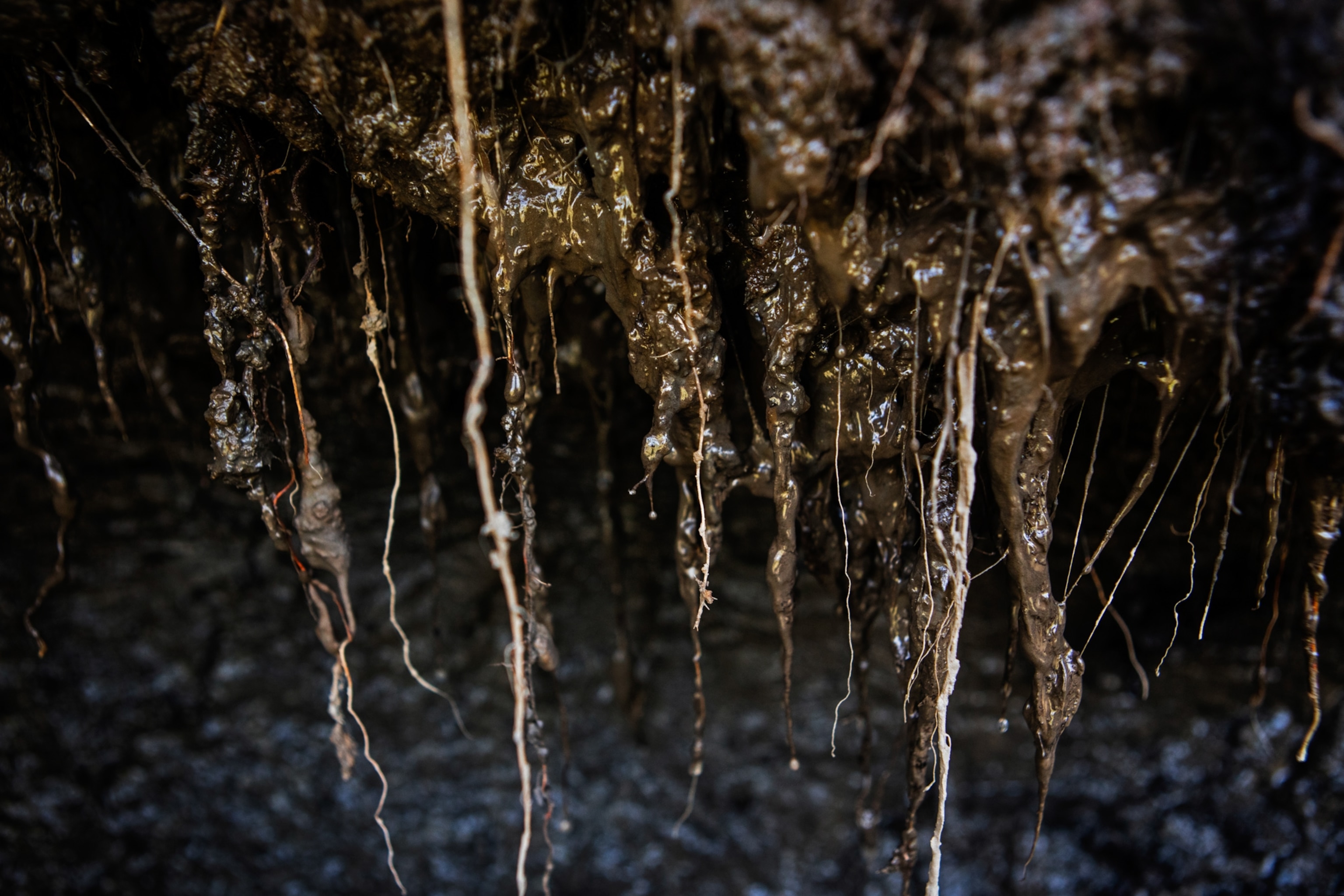 permafrost found near the Northeast Science Station