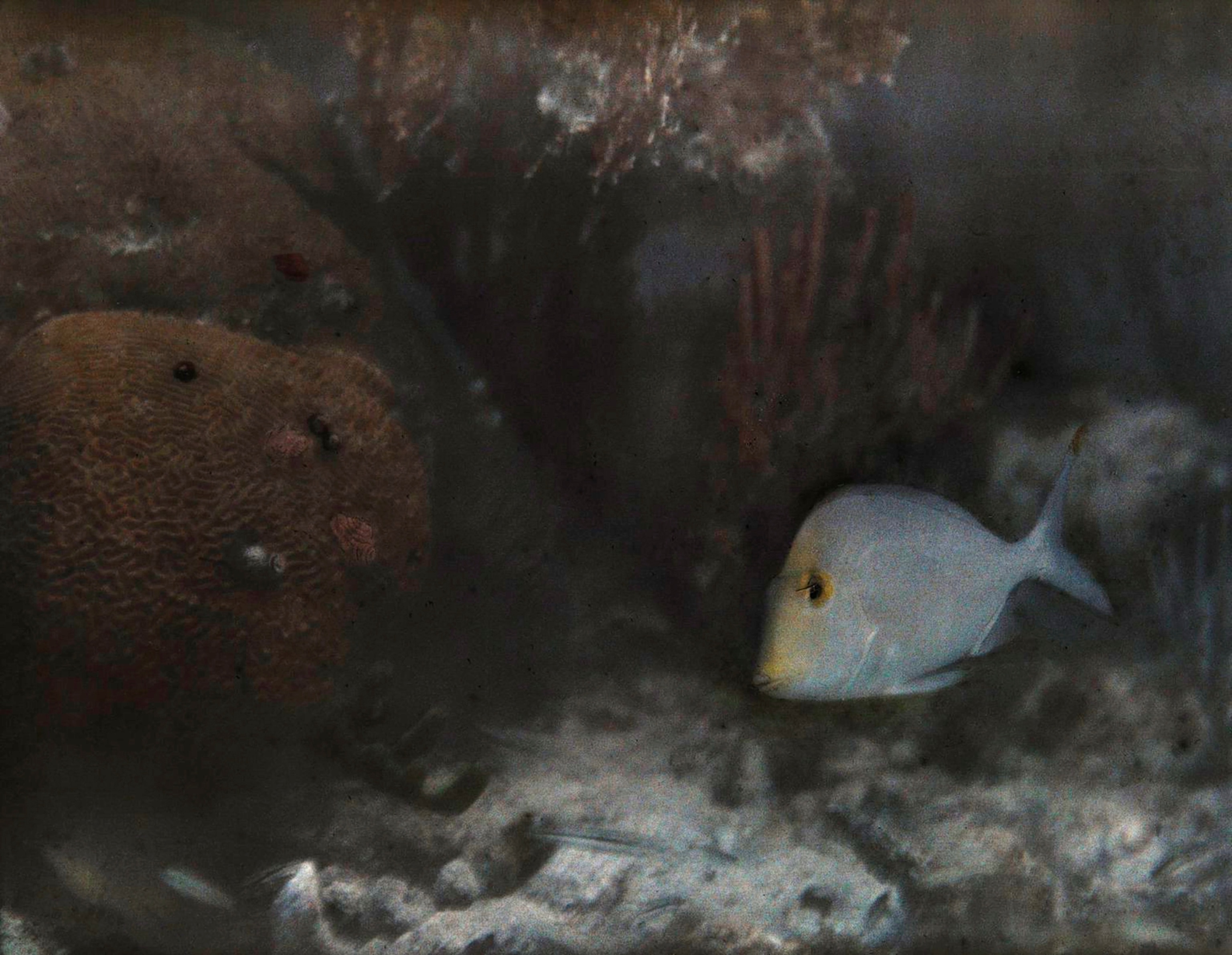 A saucer-eye porgy fish swims beside brain coral.