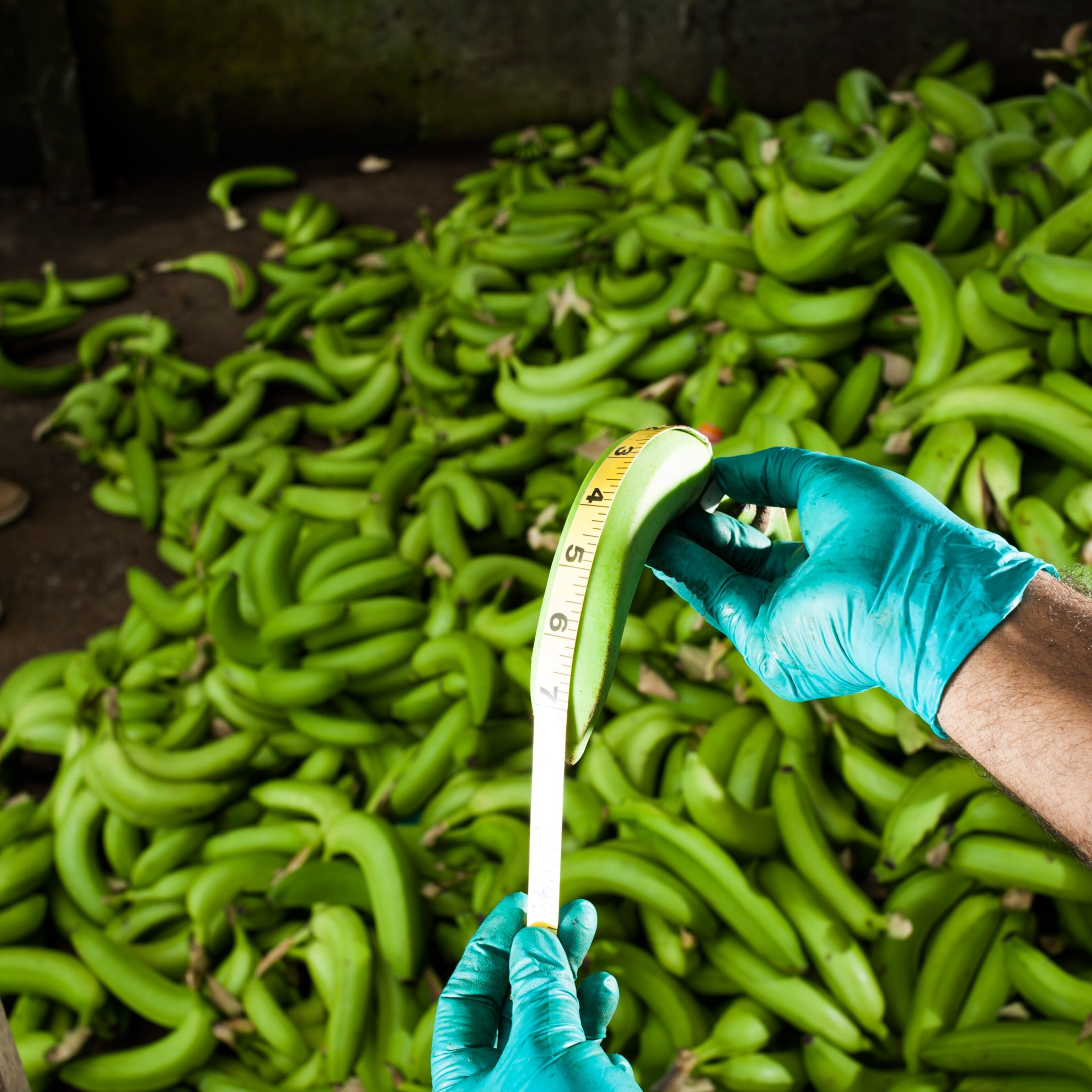 A banana is measured at a plantation near Apartadó, Colombia. Tons of bananas are thrown out each week because they are too short, long, or curved for the European market. Locals consume some rejected bananas, but growers in the region annually dump millions of tons of edible fruit.