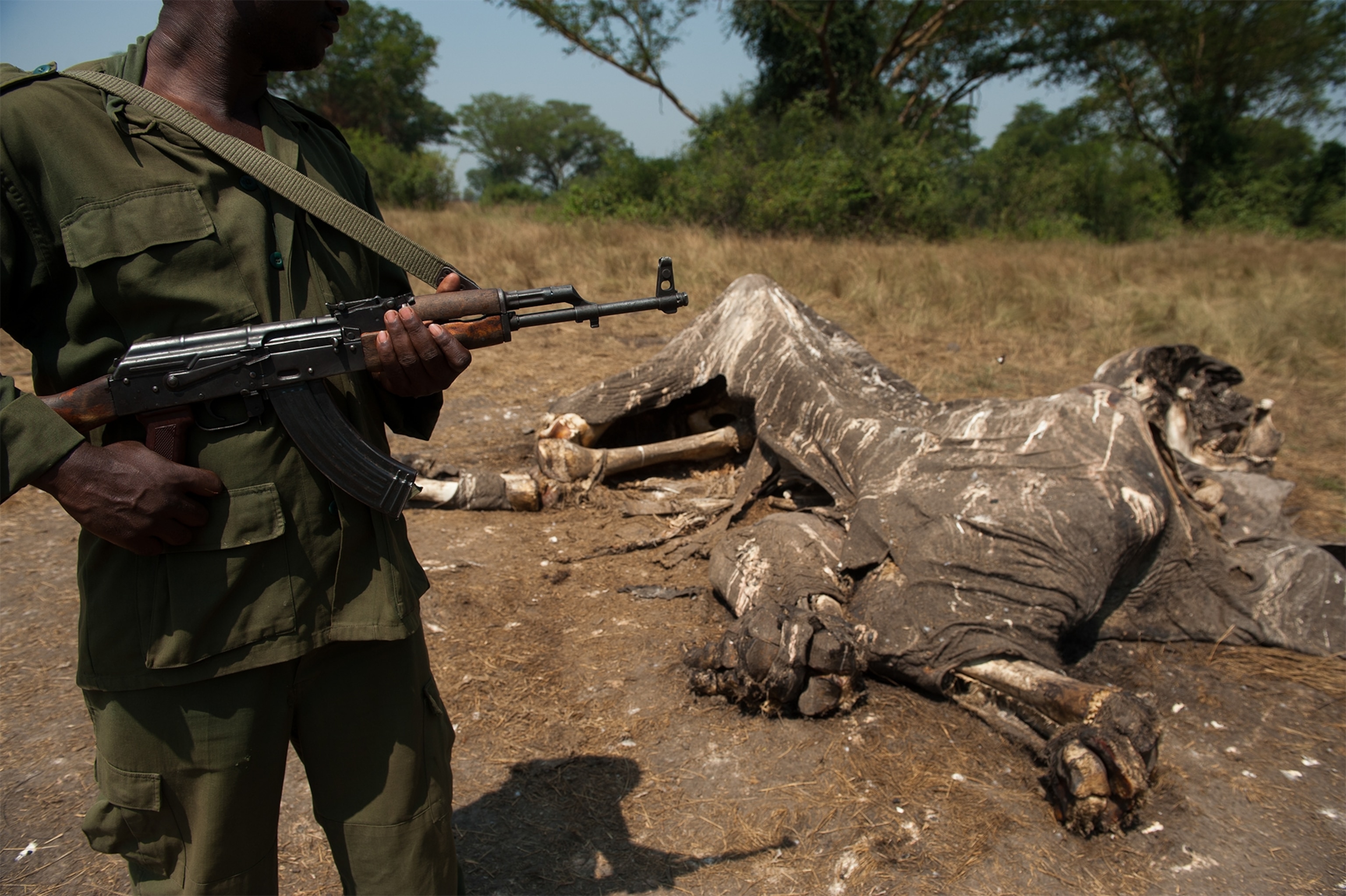 an elephant that was poached for its tusks.