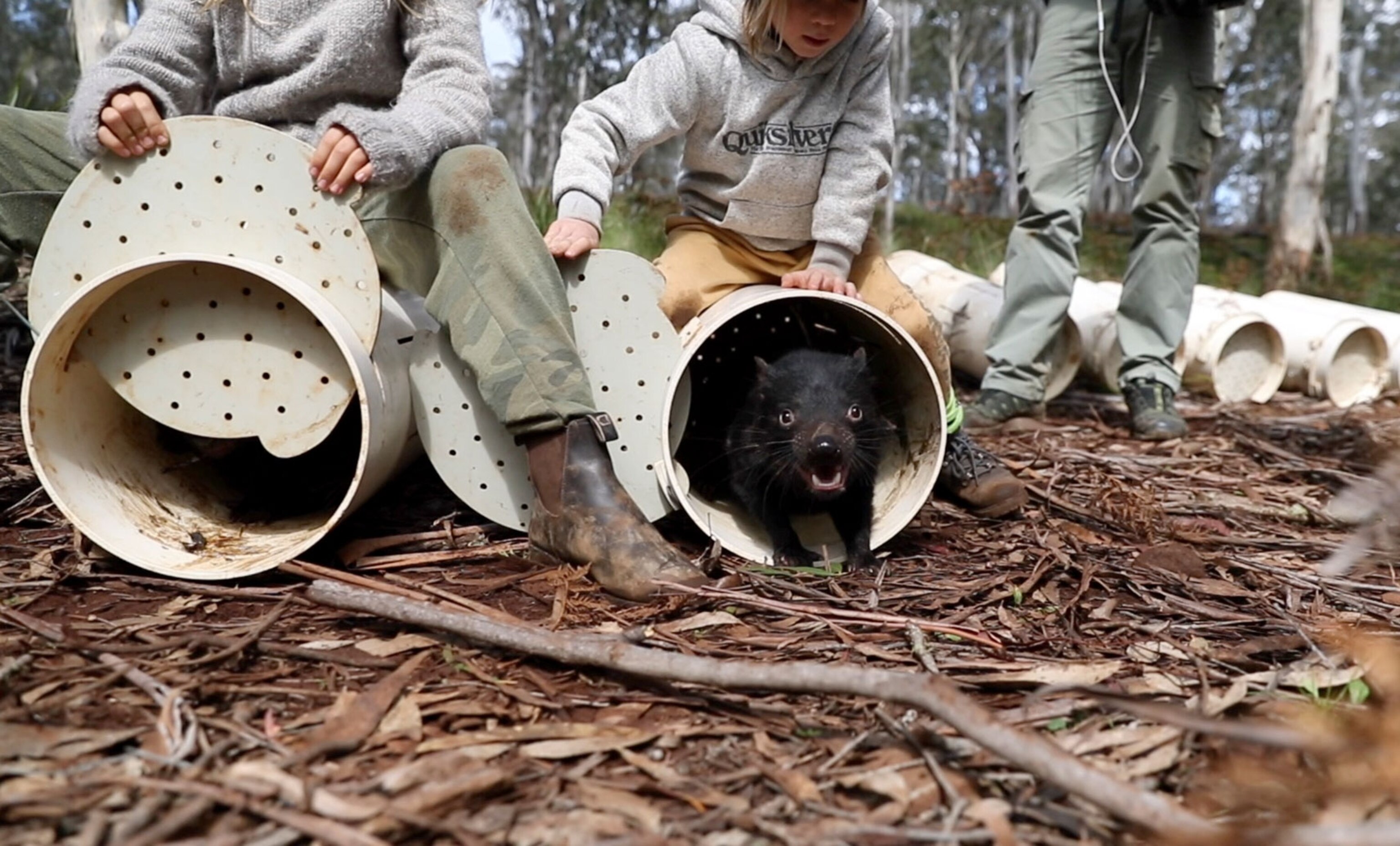 Tasmanian devils being released