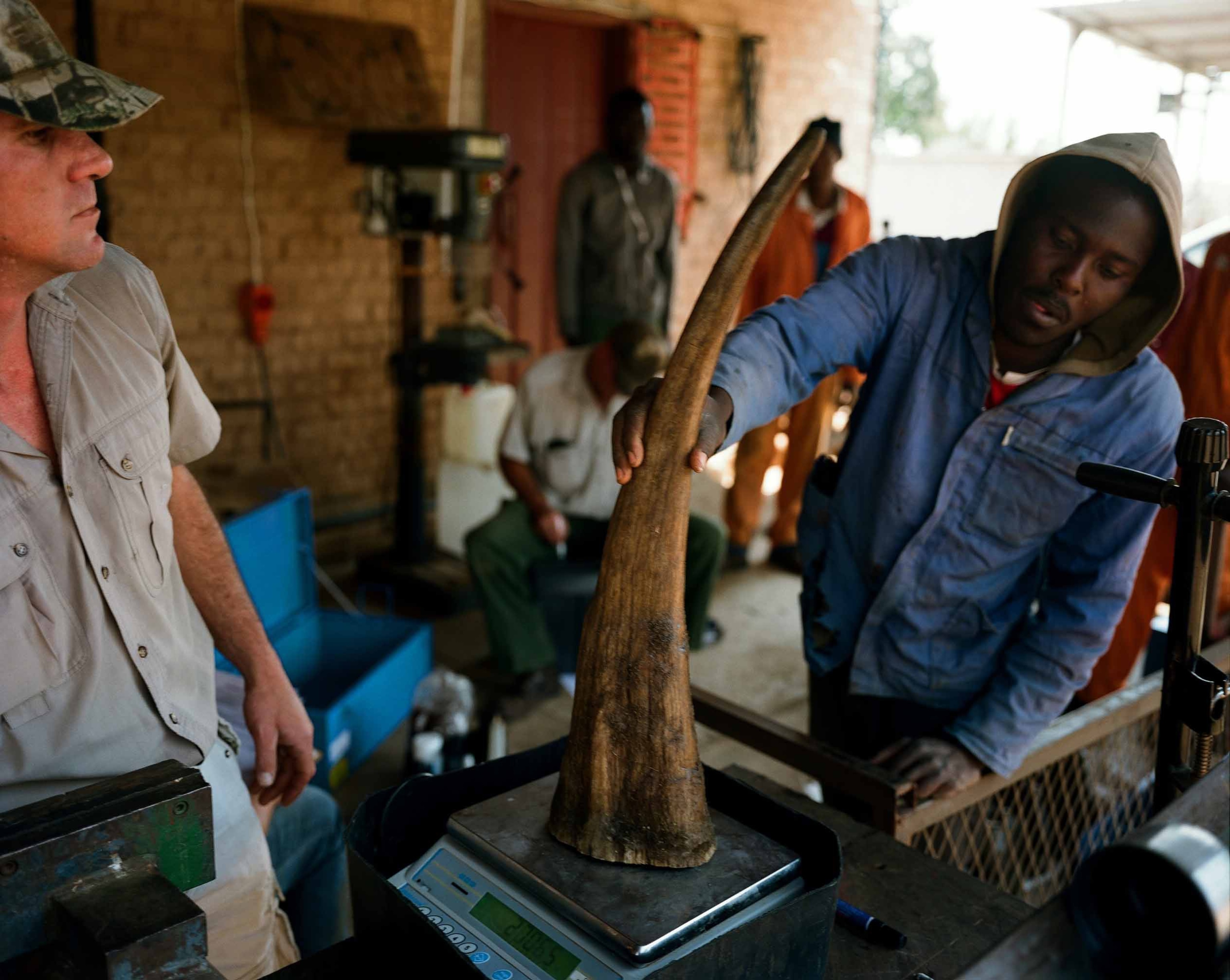 A rhino horn is weighed before being stored.