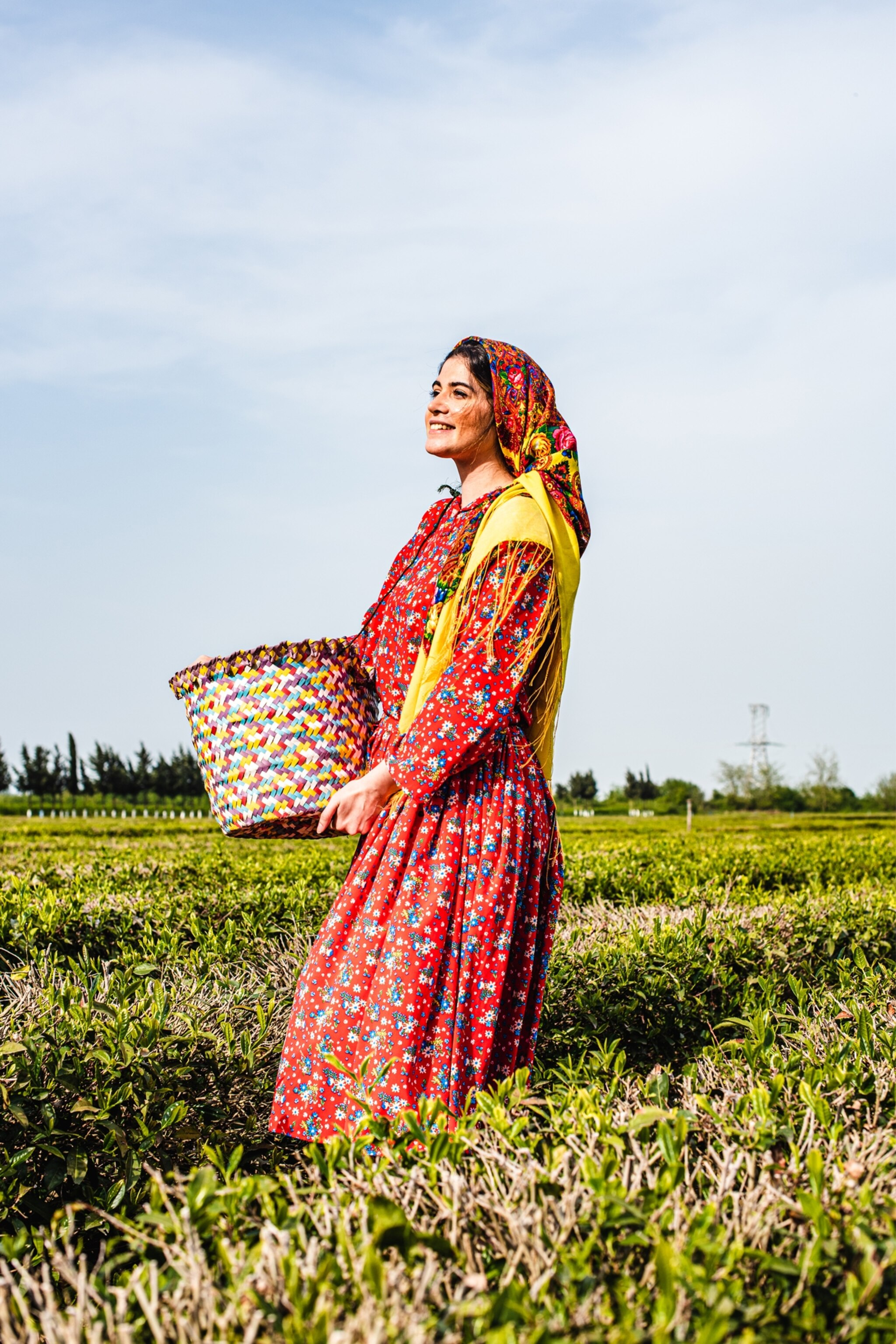 On the trail of tea in Lankaran, Azerbaijan