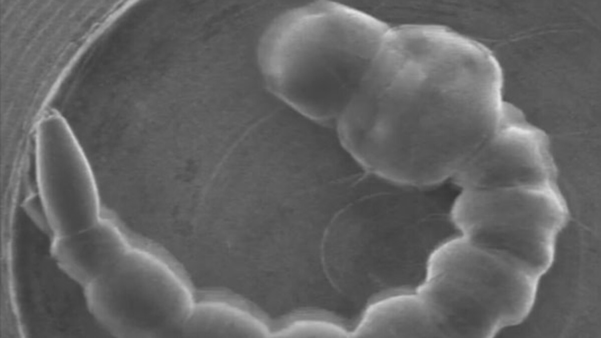 Nanosuits Allow Insects to Survive in SpaceLike Vacuum