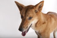 What Is A Female Dingo Called