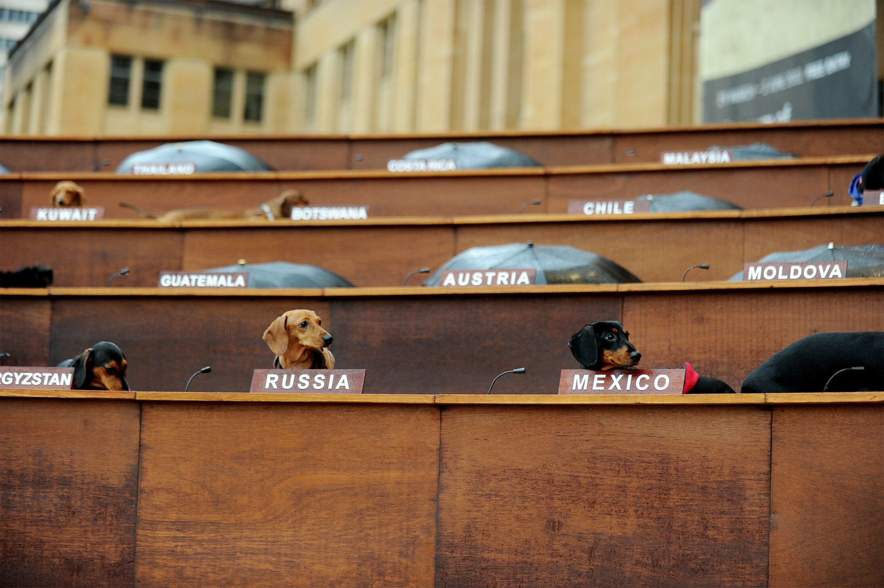 dog picture: Dachshund UN art -- for best pictures of the month gallery