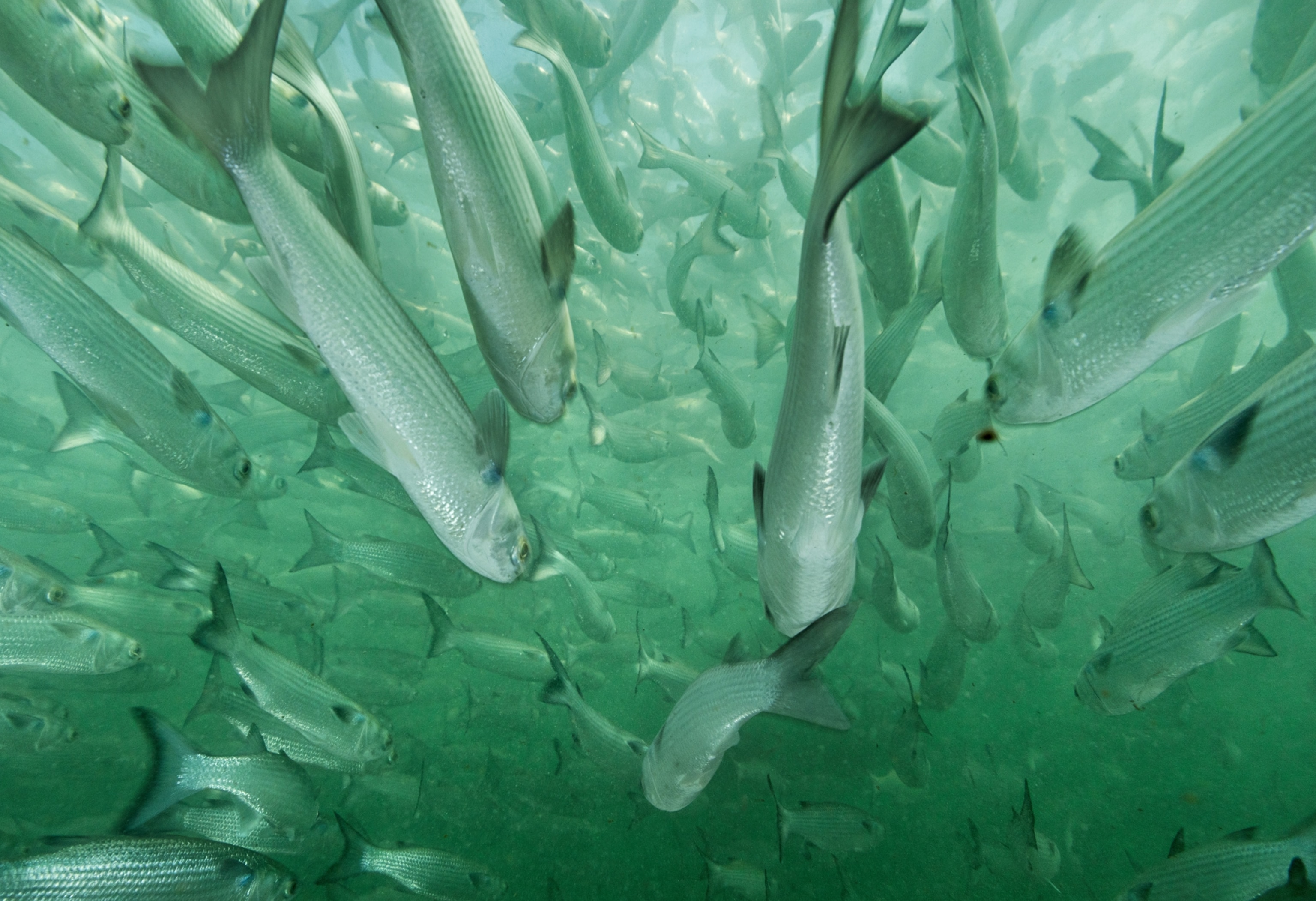 Fish swim together underwater.