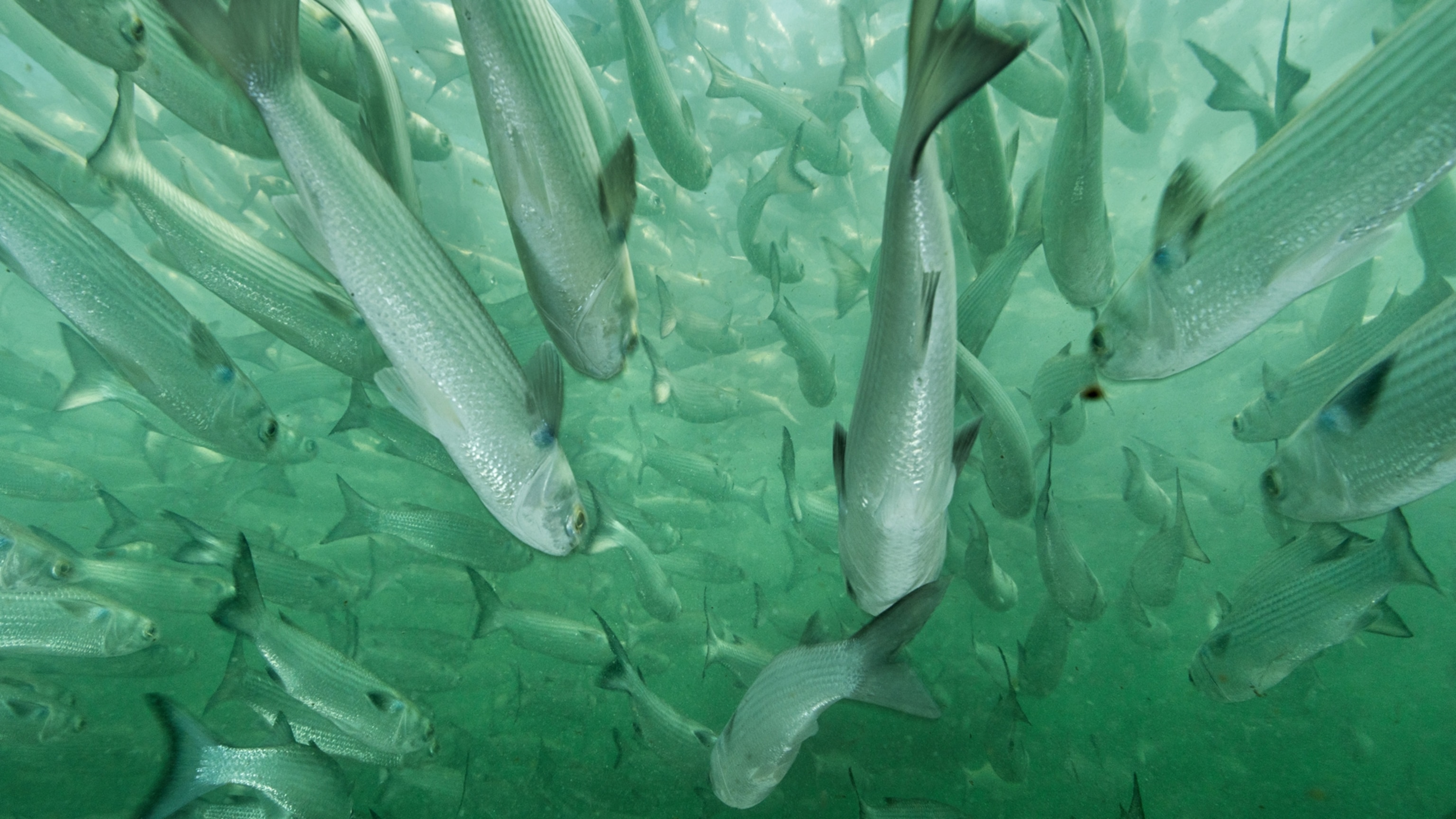 Witness the Uncanny Spectacle of Millions of Mullet Swarming in the Atlantic