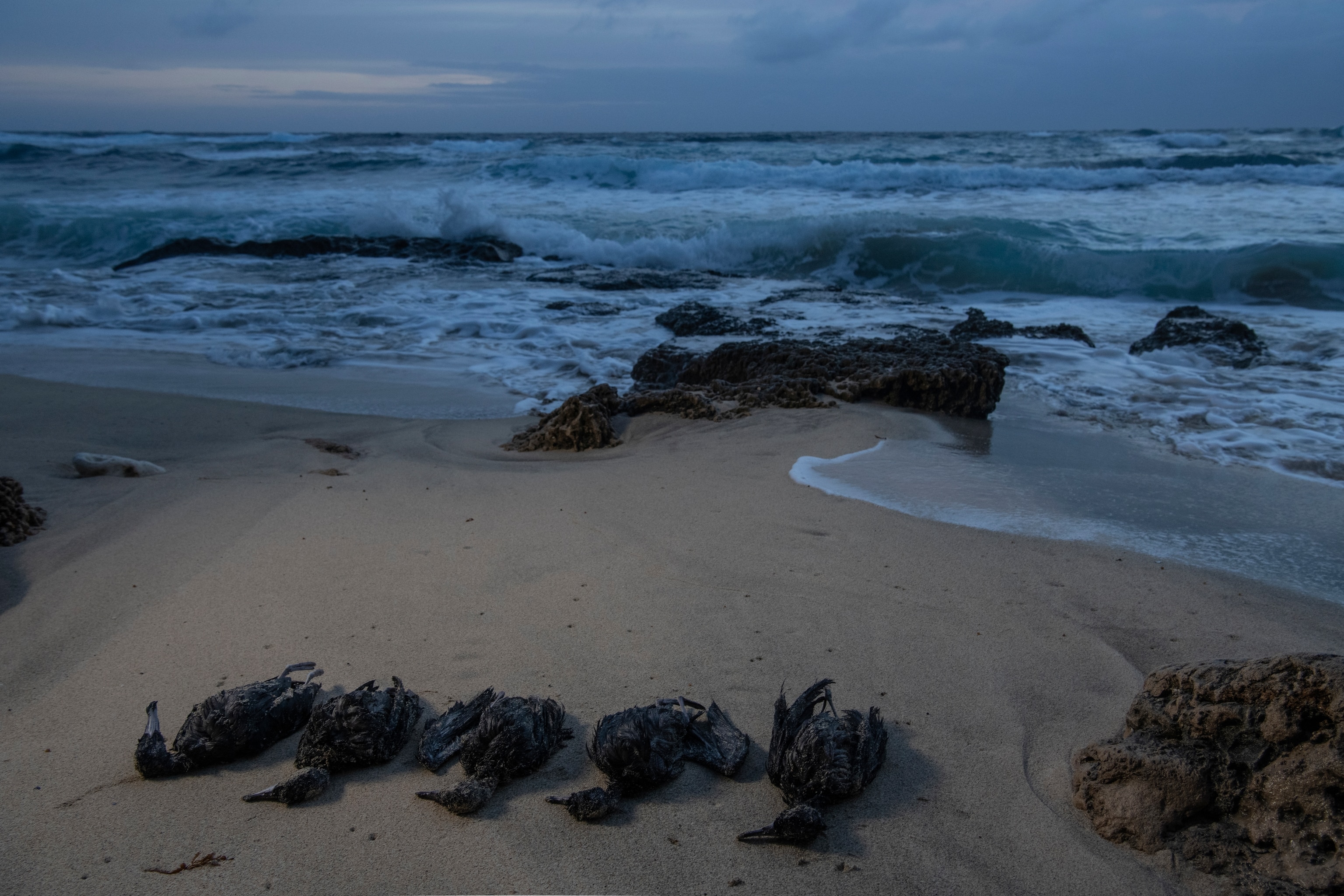 5 dead birds with black feathers lay lined up on the beach
