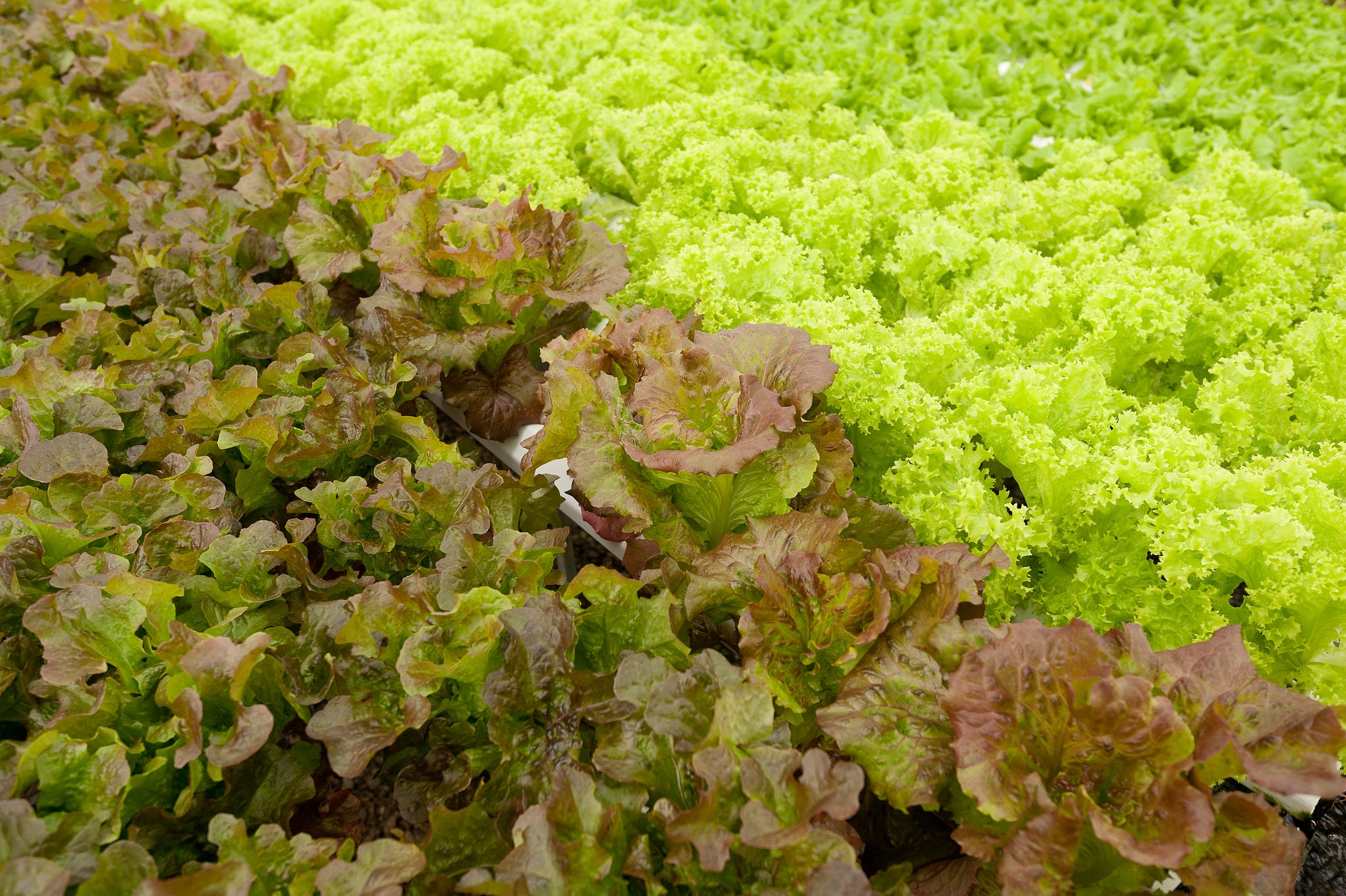 lettuce at a hydroponic farm in Loudoun County, Virginia