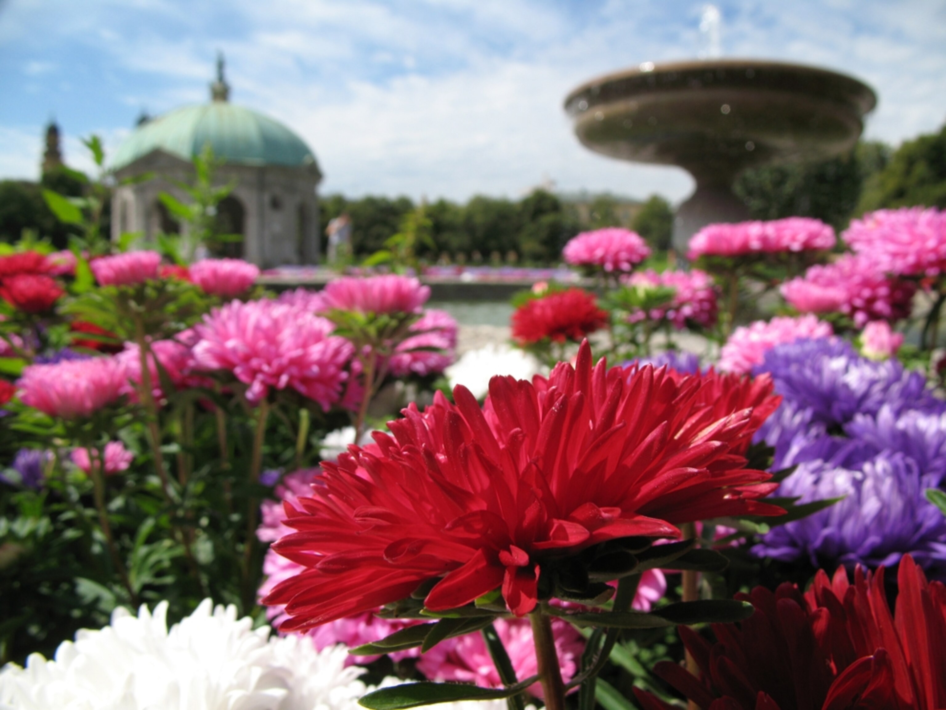 Flowers in Munich, Germany