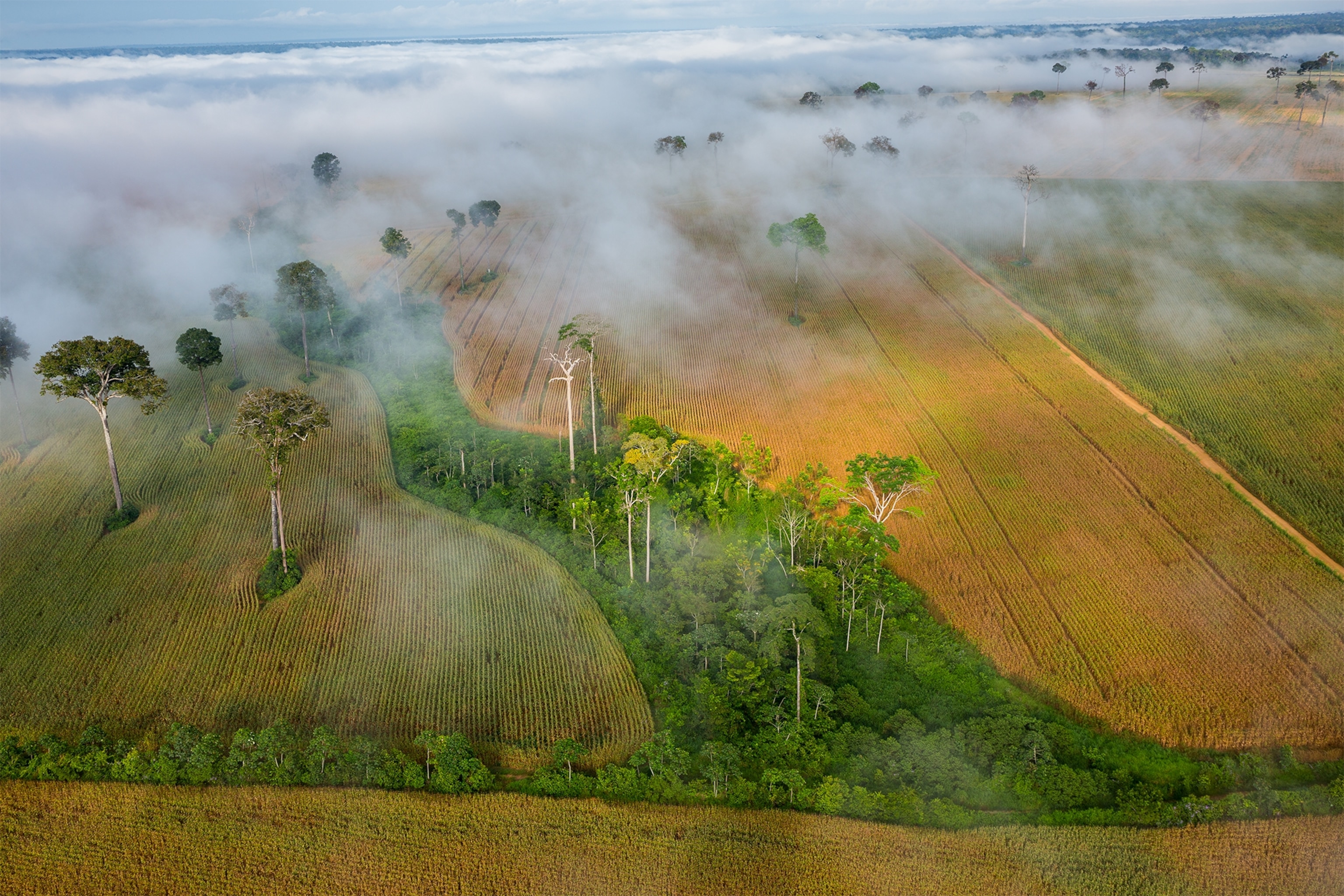 protestors participating in the People's Climate March in New York City.