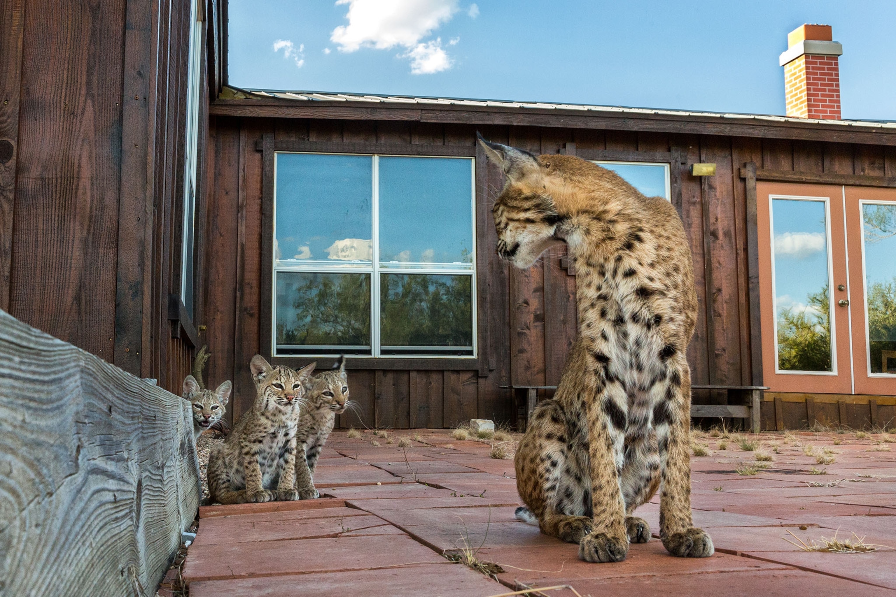 a bobcat family on a ranch