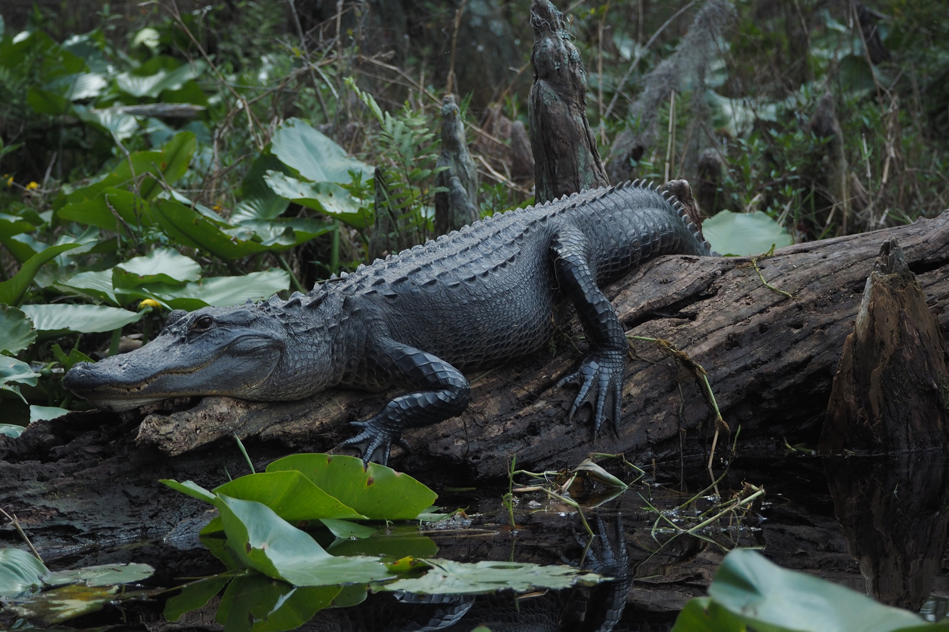 alligator in a swamp